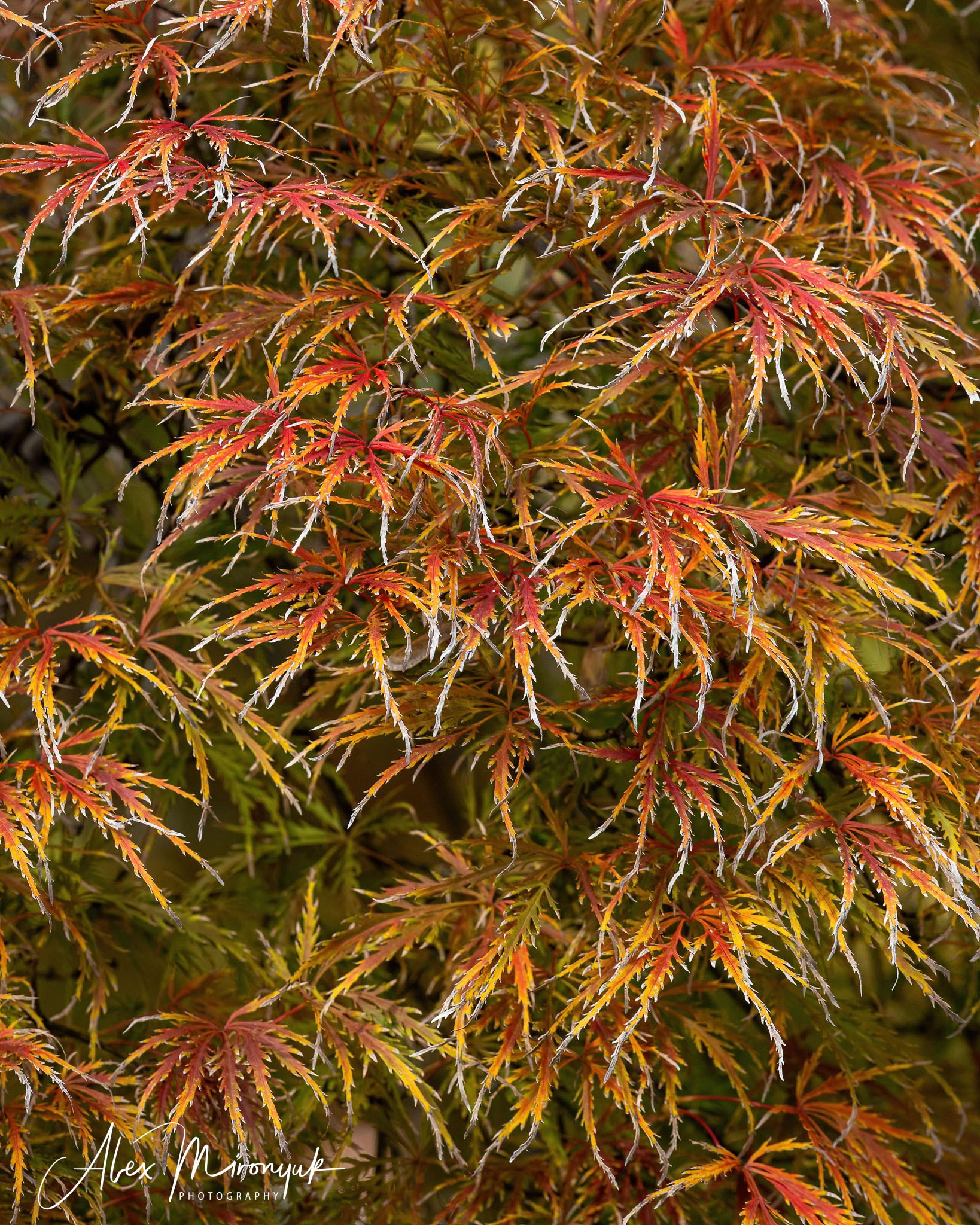 Autumn Colors of Japan. Pet, Senior, Landscape, portrait studio, photographer in Miami and Sou