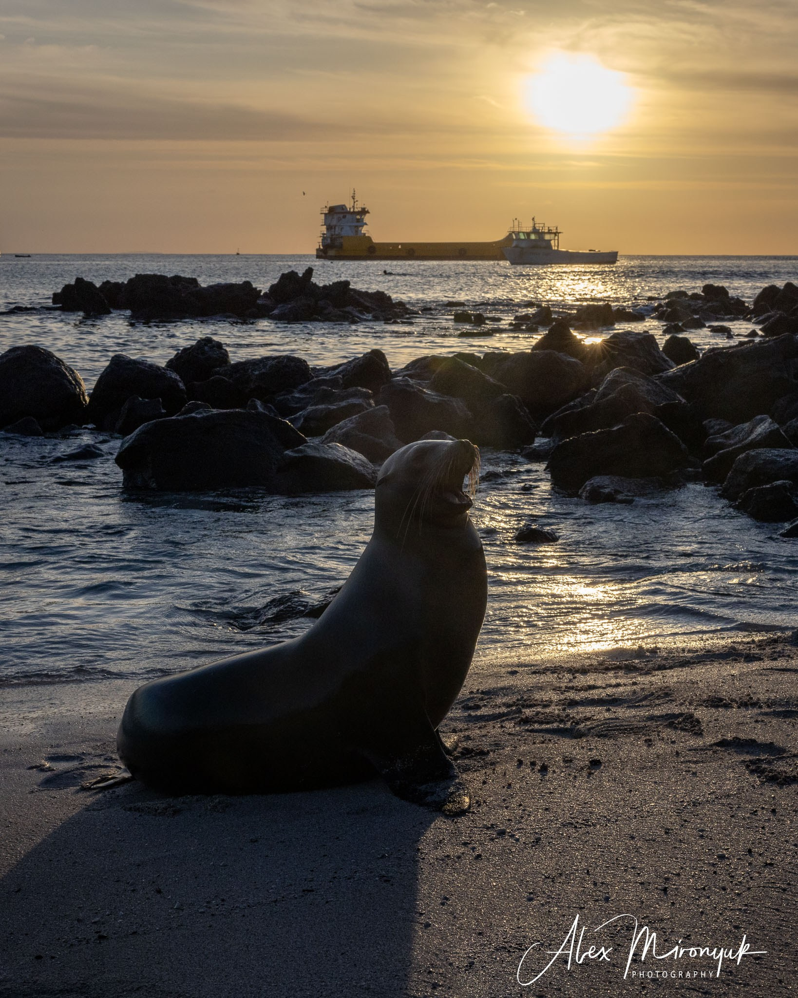 Galapagos Islands Adventure. Alex Mironyuk Photography