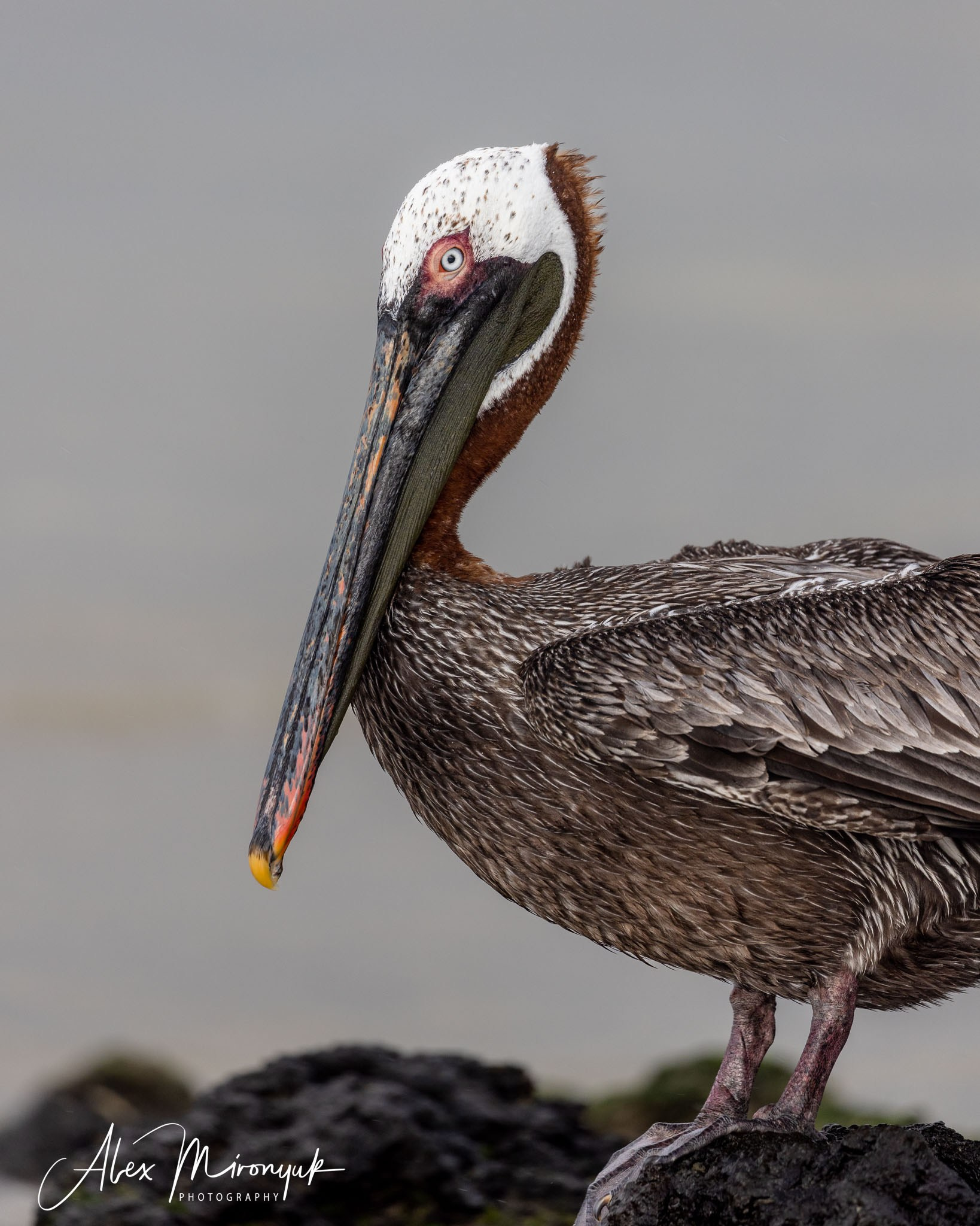 Galapagos Islands Adventure. Alex Mironyuk Photography