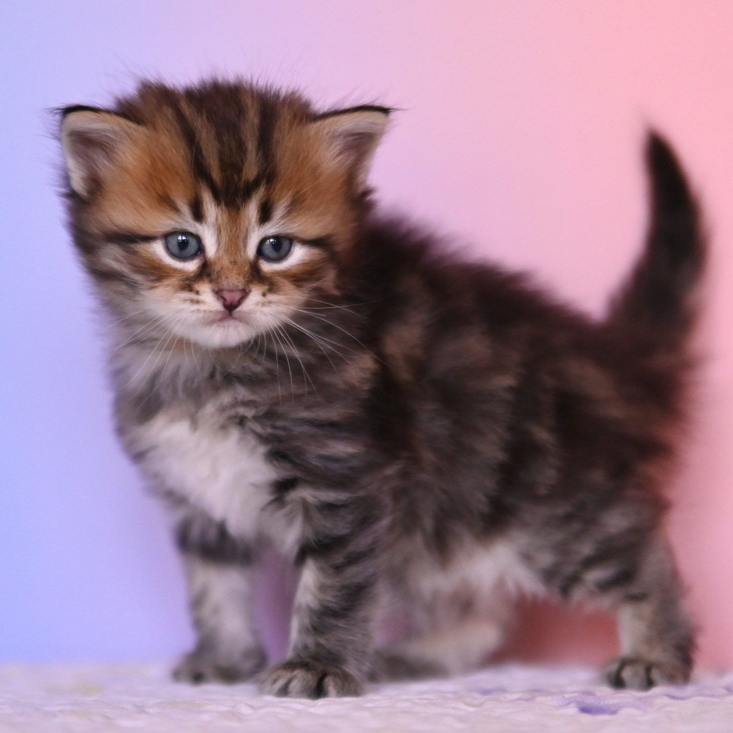 Astera Siberian brown tabby male kitten