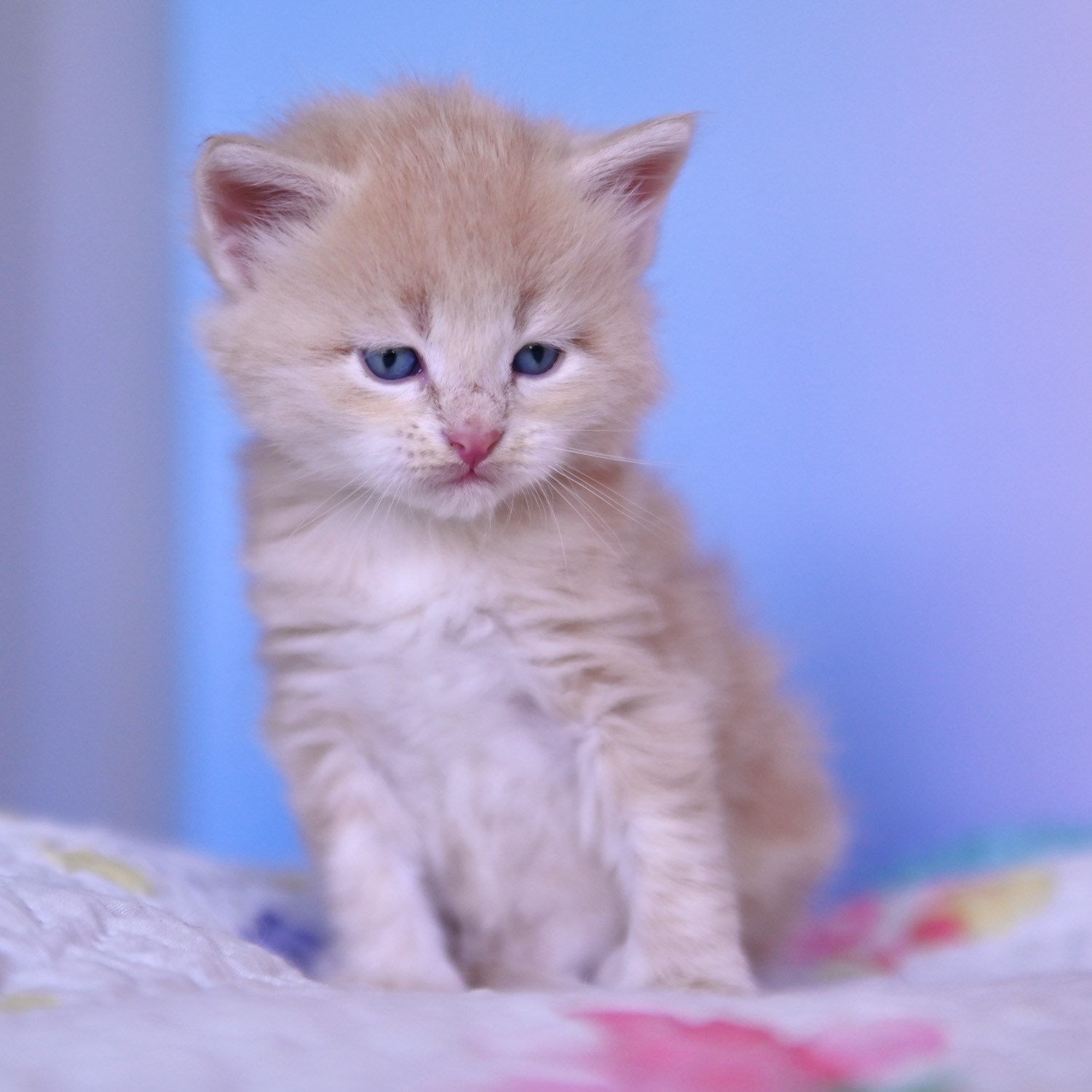 Cream tabby Siberian kitten sitting up against blue background