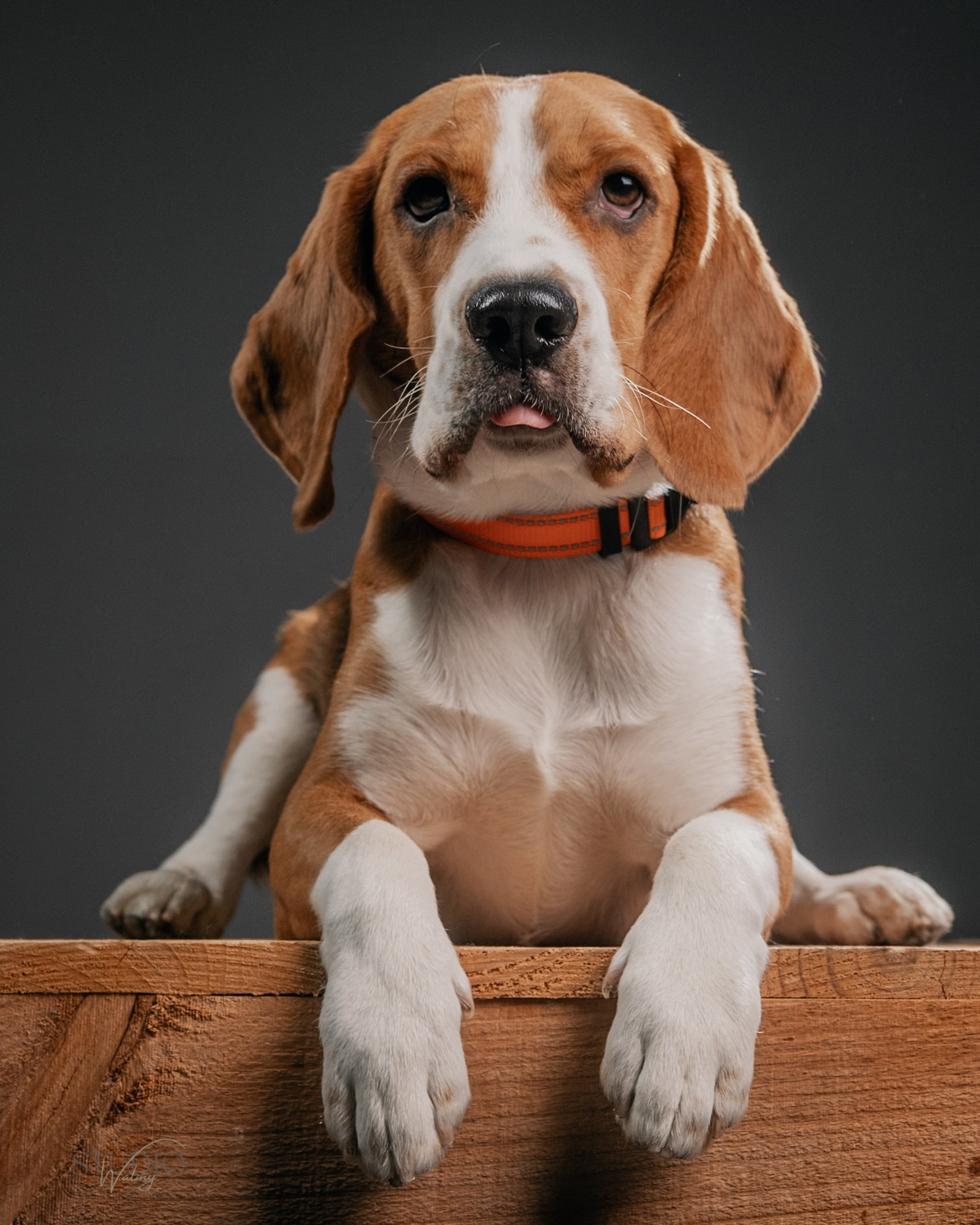 Fotografía animal. Inicio