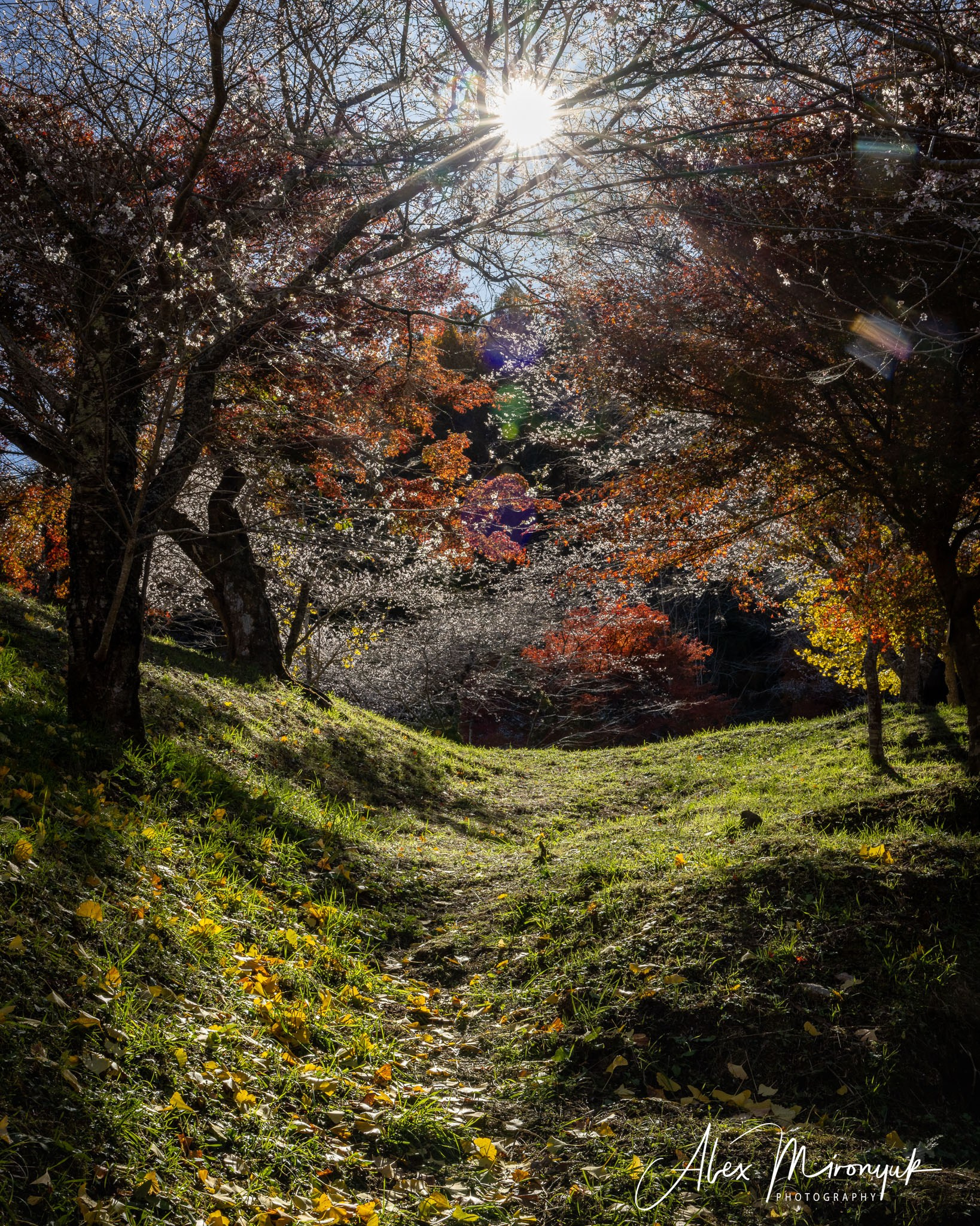 Autumn Colors of Japan. Pet, Senior, Landscape, portrait studio, photographer in Miami and Sou
