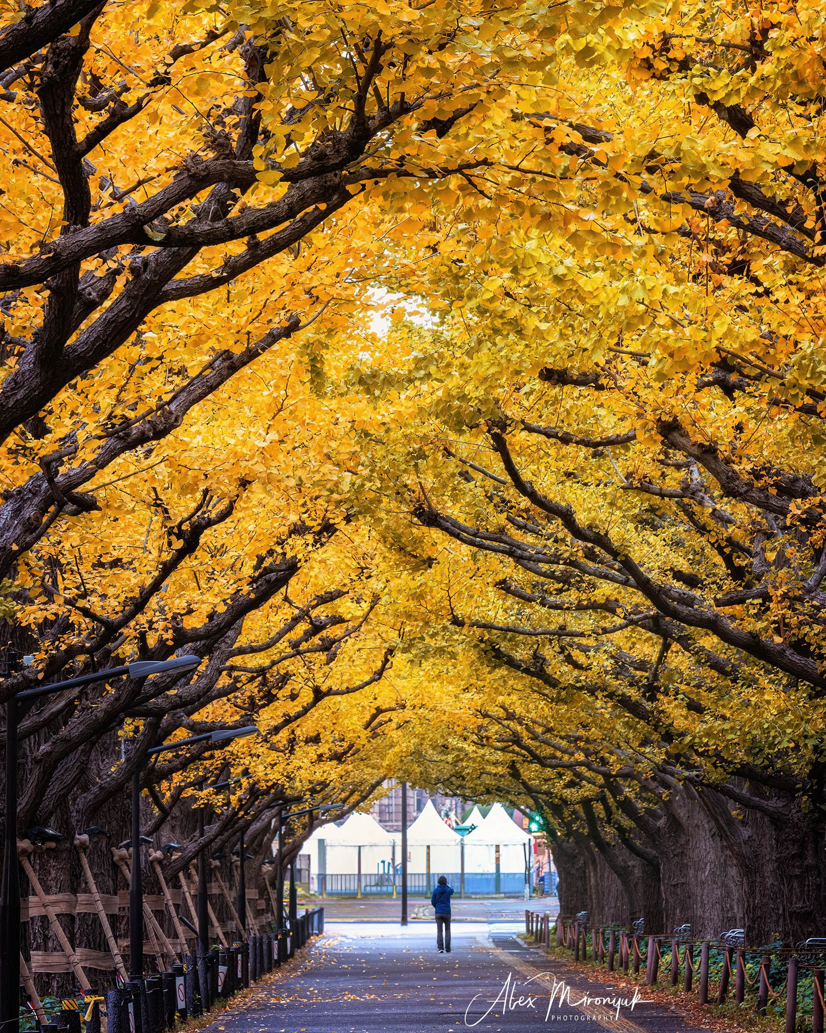 Autumn Colors of Japan. Pet, Senior, Landscape, portrait studio, photographer in Miami and Sou