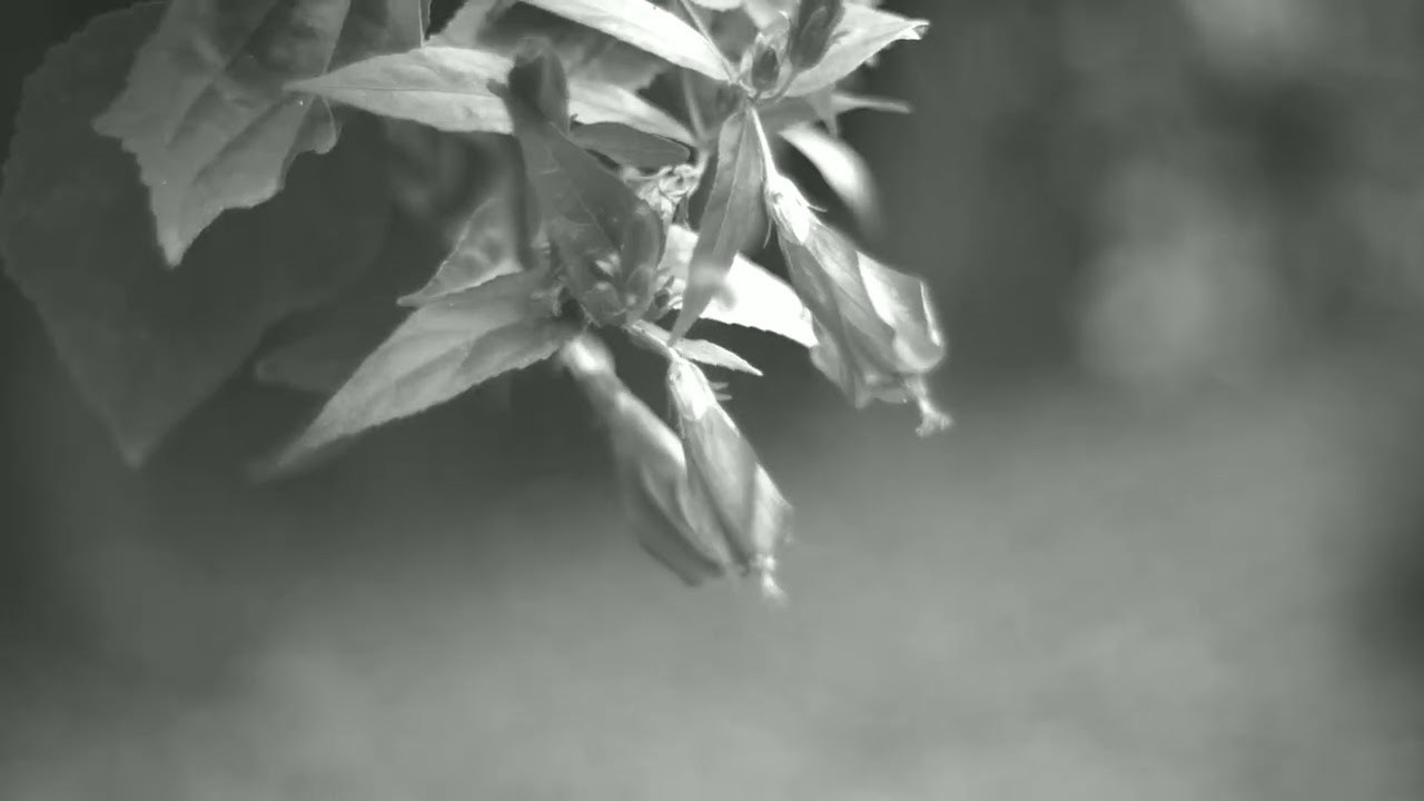 Video Portfolio. Photographer in Greece Kristina