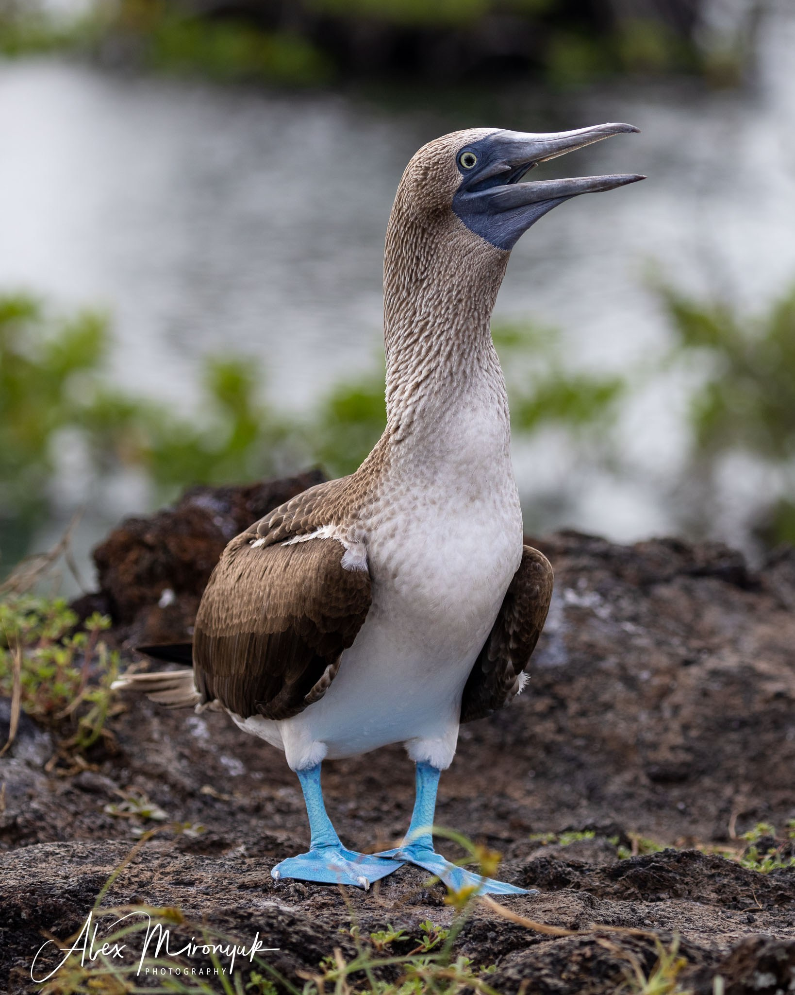 Galapagos Islands Adventure. Alex Mironyuk Photography