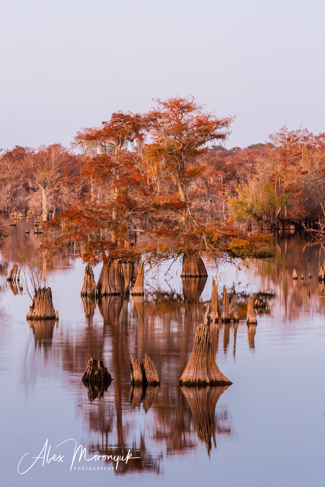 Cypress Fairy Tale. Pet, Senior, Landscape, portrait studio, photographer in Miami and Sou