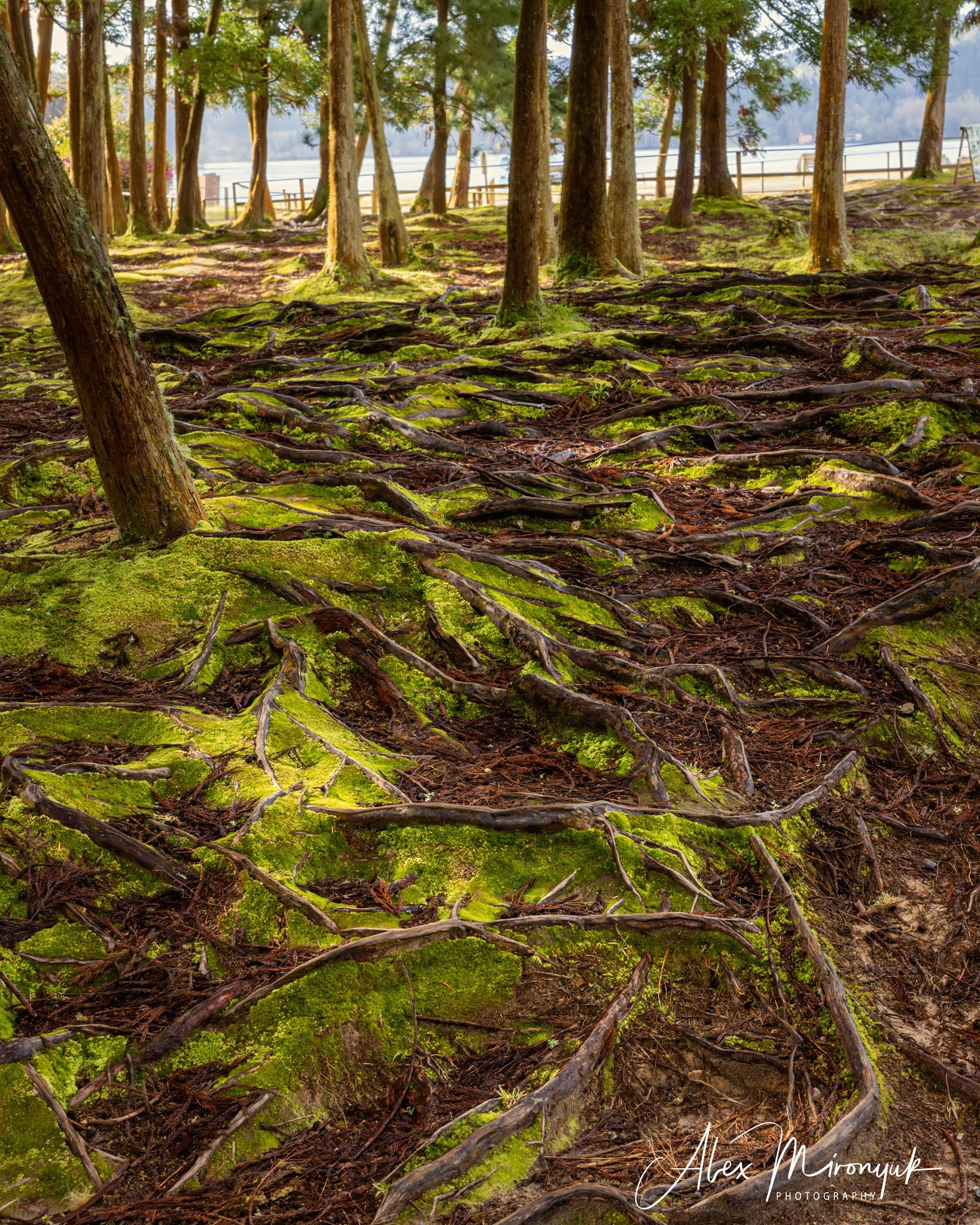 Azores And Madeira. Alex Mironyuk Photography