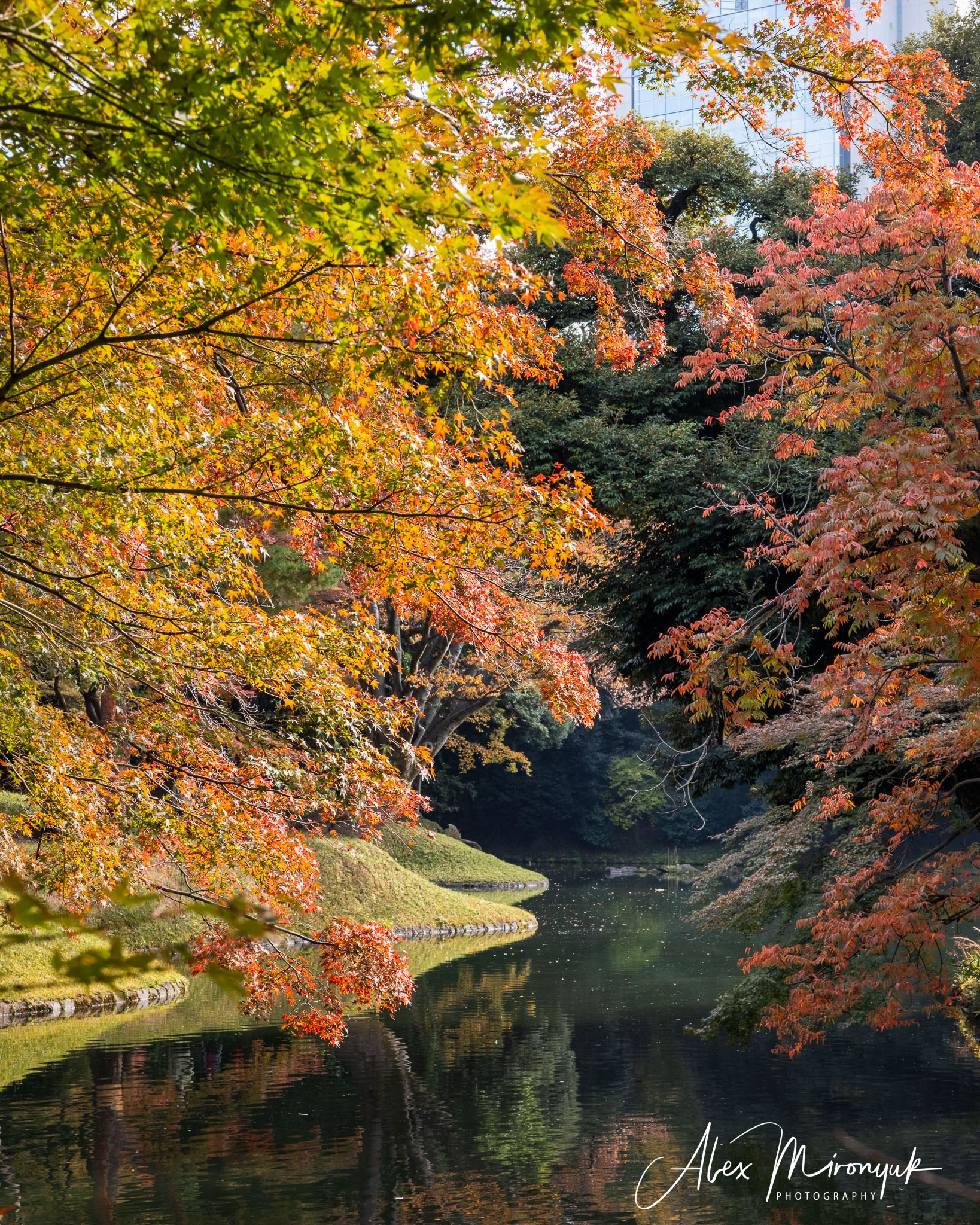 Autumn Colors of Japan. Pet, Senior, Landscape, portrait studio, photographer in Miami and Sou