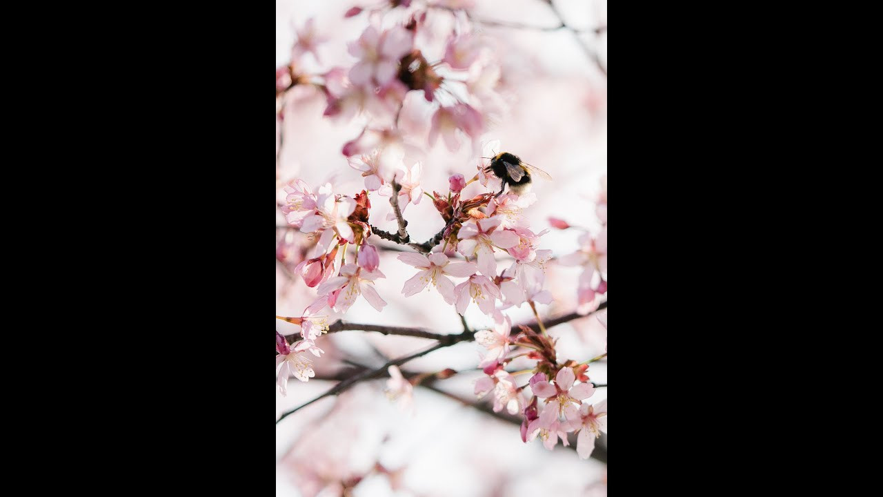 Valokuvaus kirsikkapuistossa