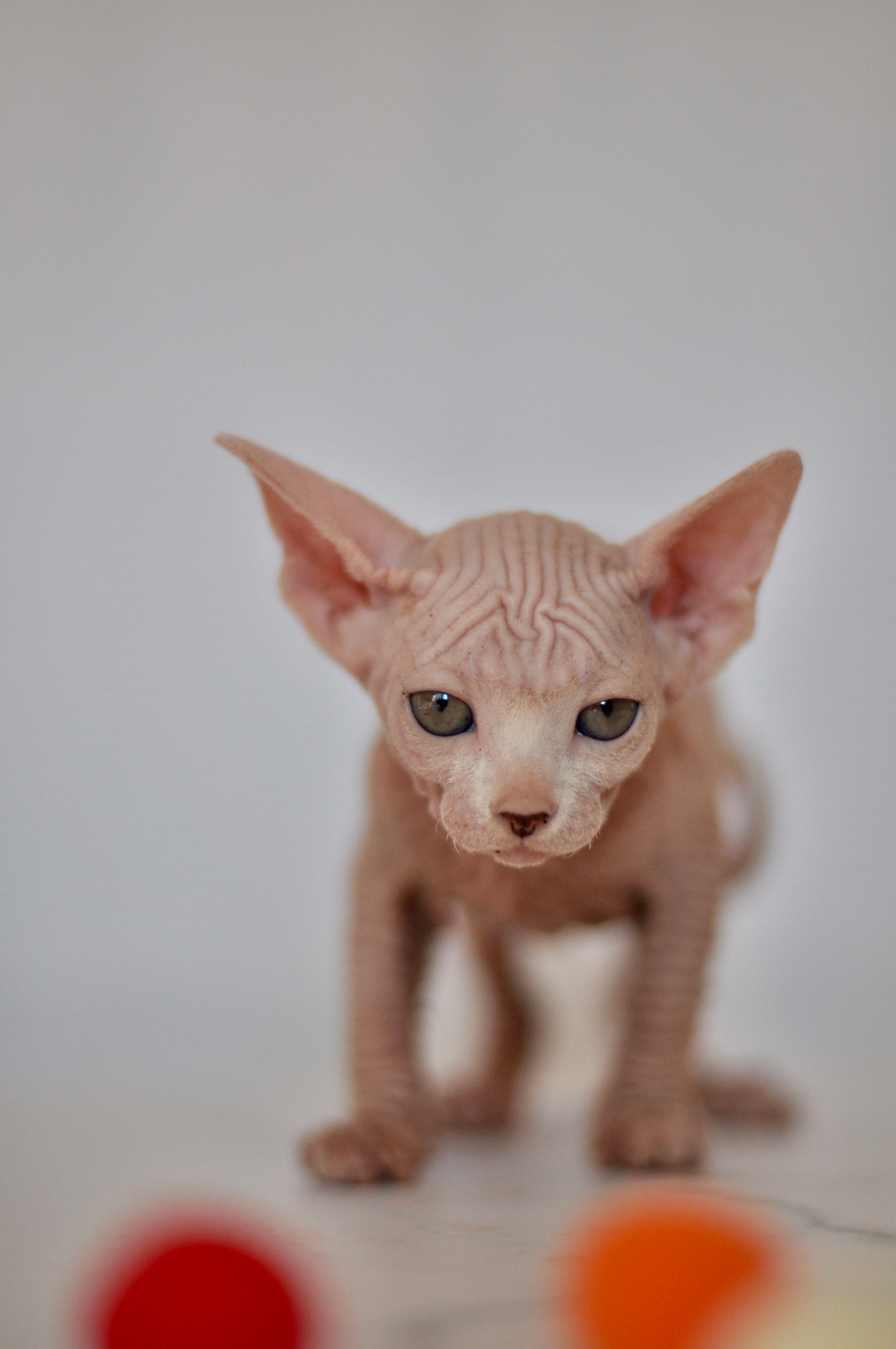 sphynx kittens Boston, sphynx kittens New York, sphynx kittens for sale Boston, sphynx kittens for sale New York