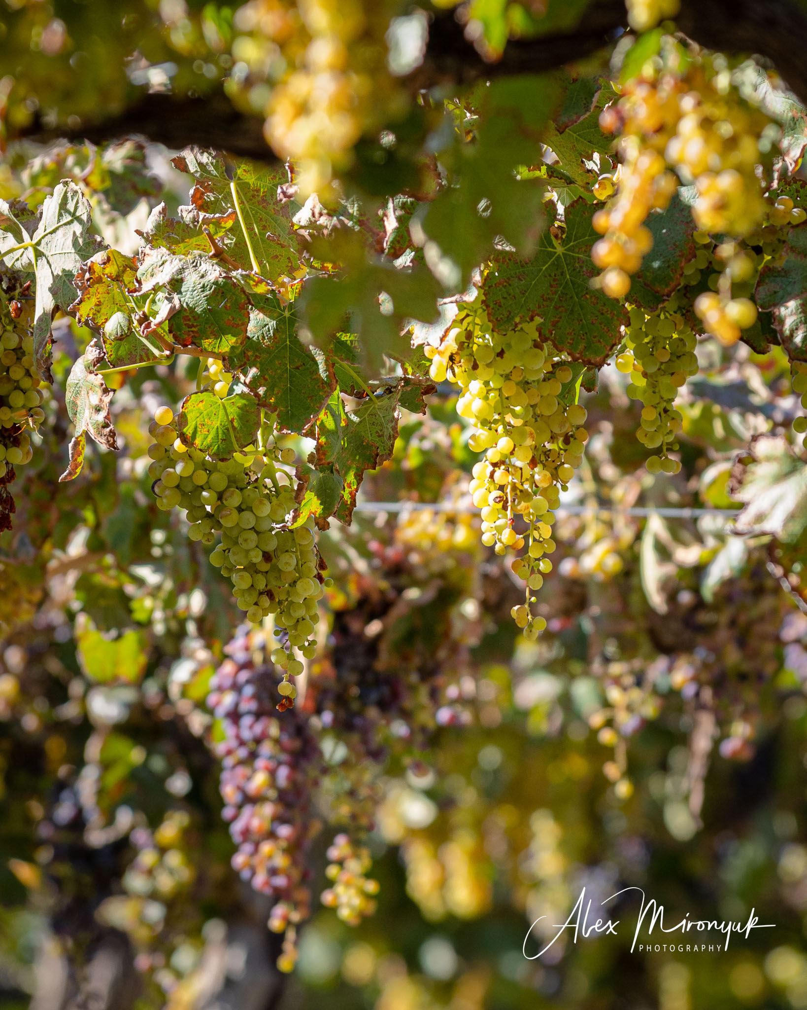 Unknown Northern Argentina. Pet, Senior, Landscape, portrait studio, photographer in Miami and Sou