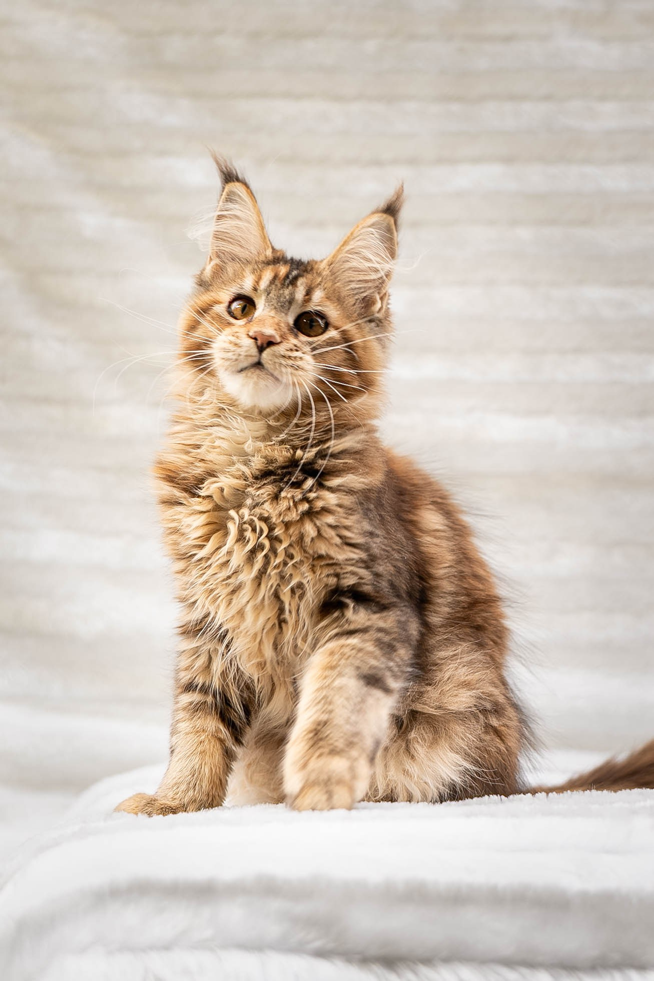 Senator Pearl. Senator Cat — Maine Coon cattery