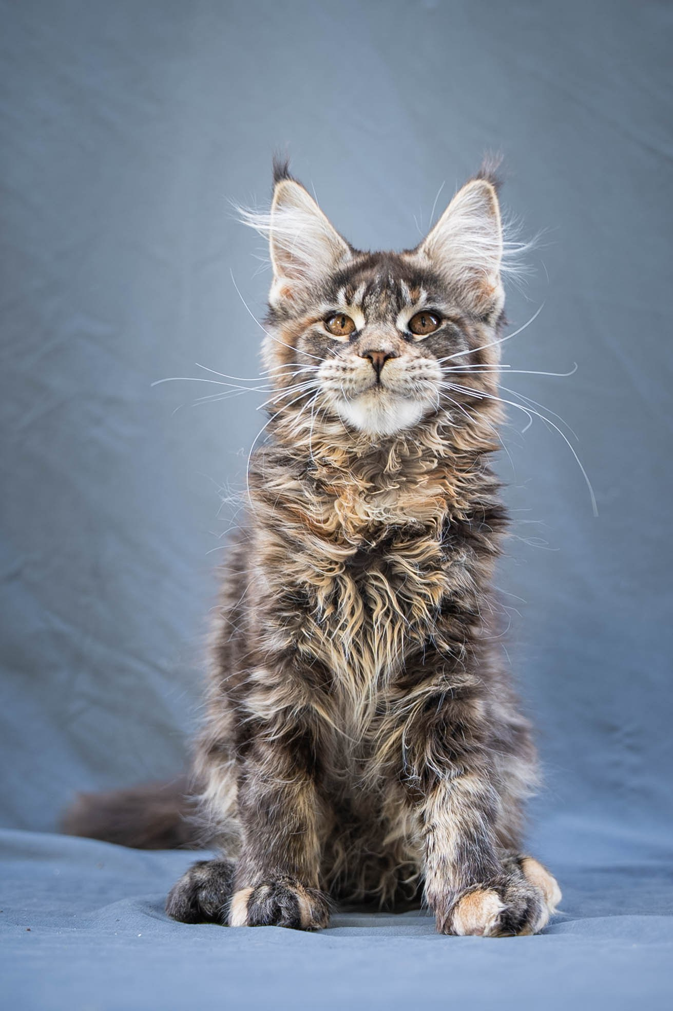 Senator Yasmin. Senator Cat — Maine Coon cattery