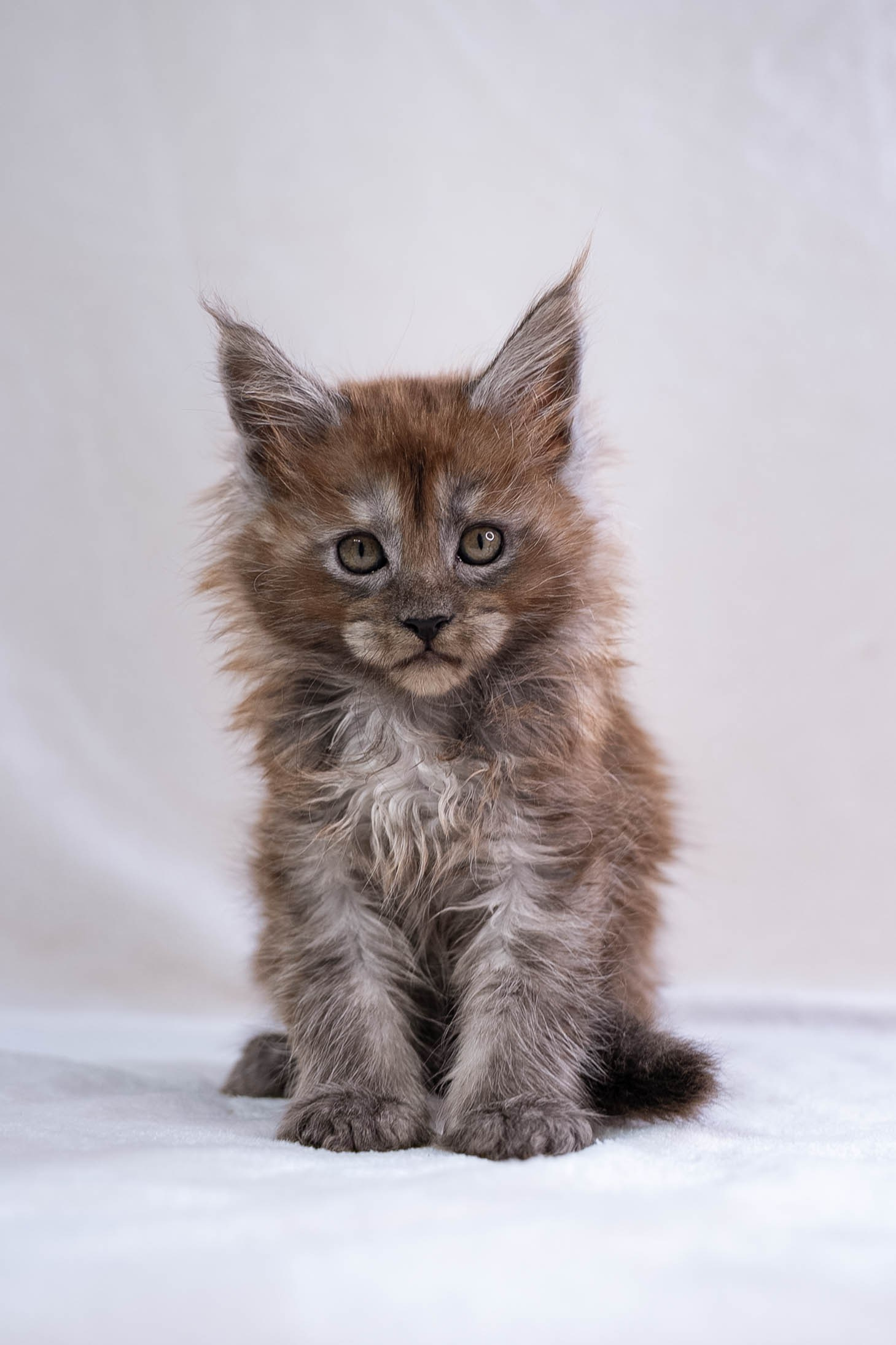 Senator Pepper. Senator Cat — Maine Coon cattery