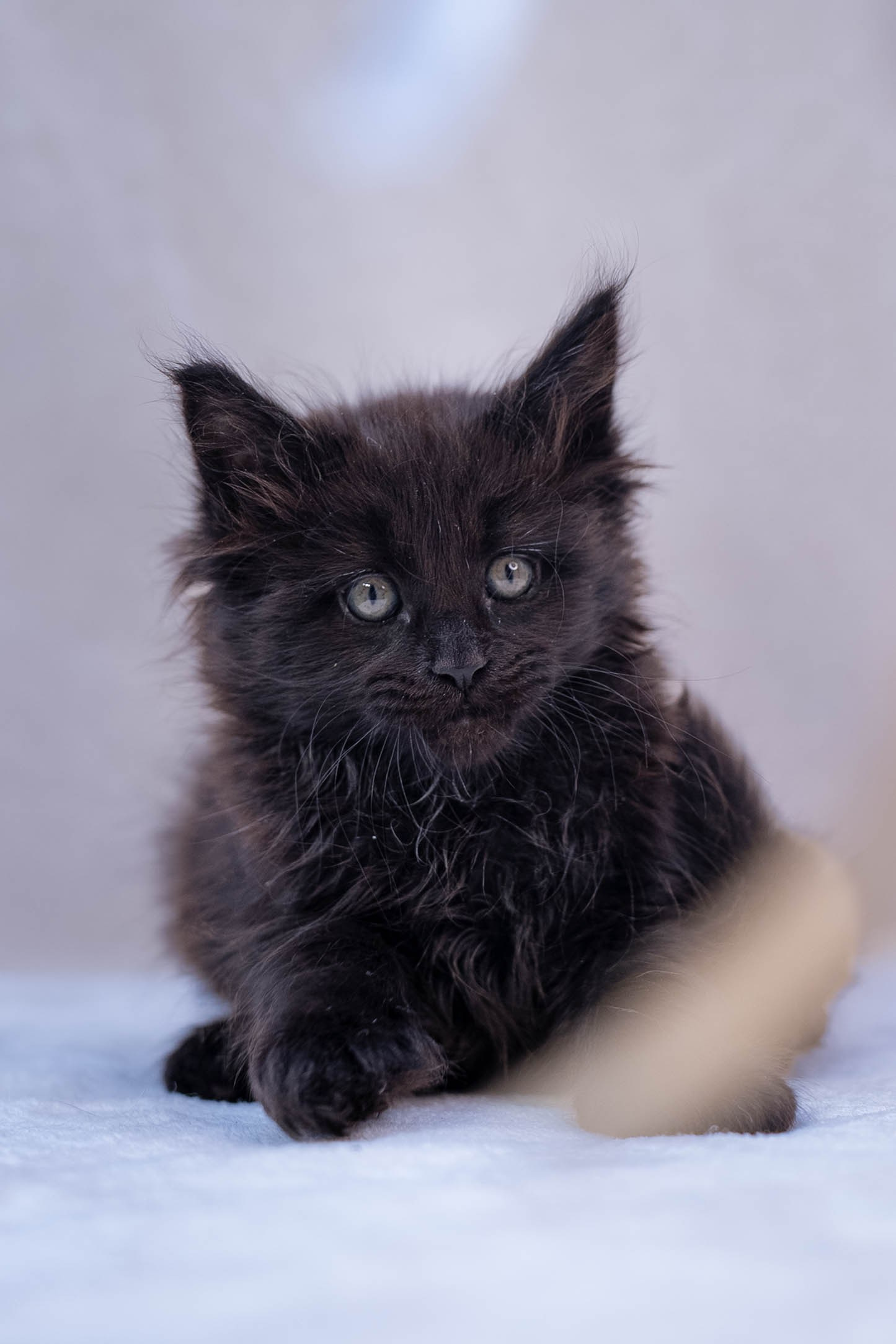 Senator Qualibur. Senator Cat — Maine Coon cattery