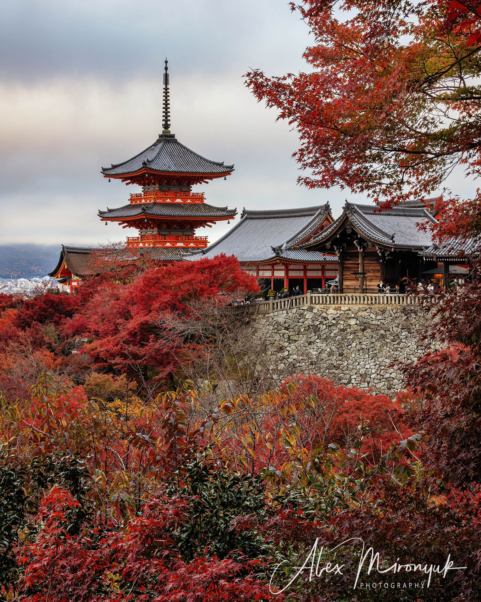 Autumn Colors of Japan. Pet, Senior, Landscape, portrait studio, photographer in Miami and Sou