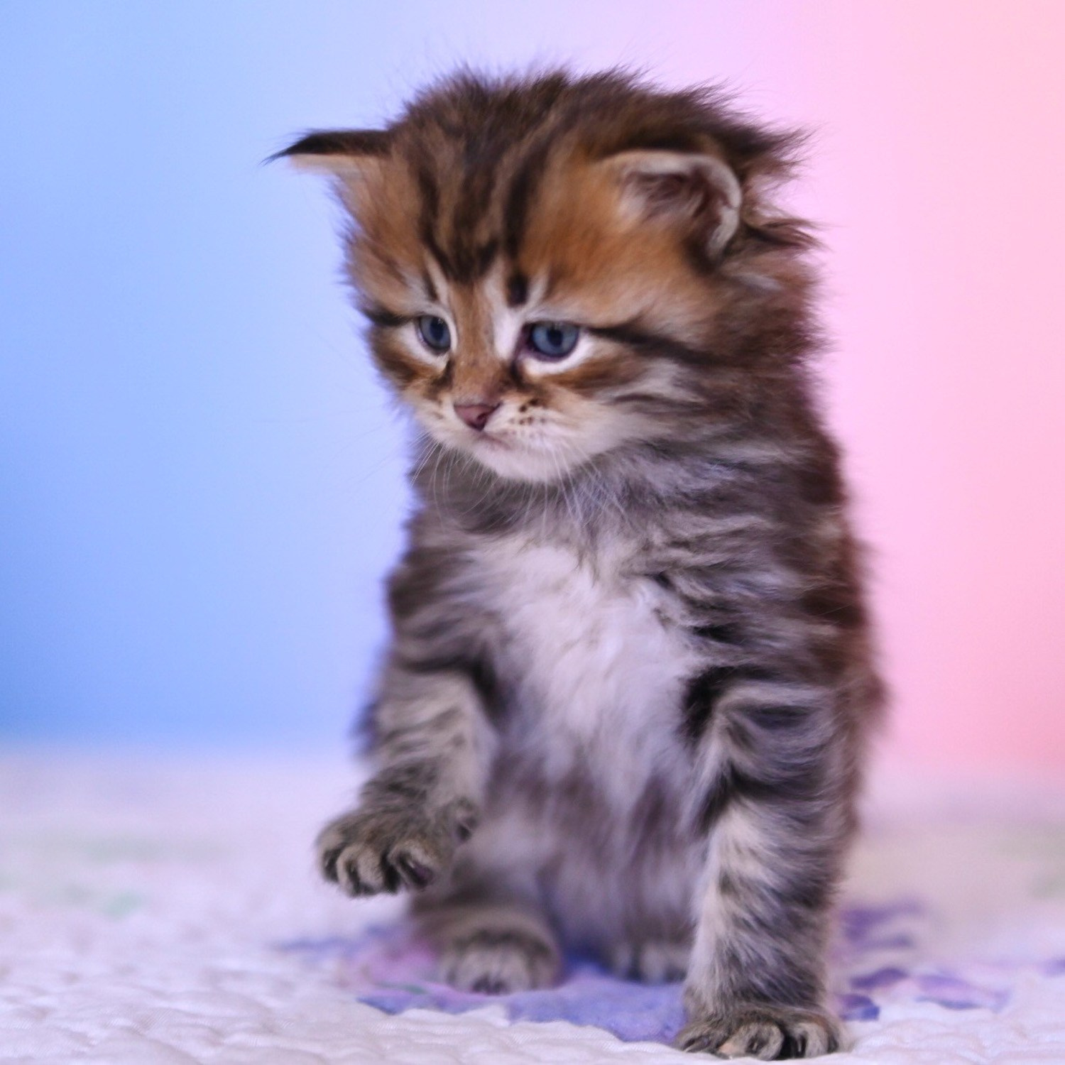Brown Tabby kitten looking away from the camera