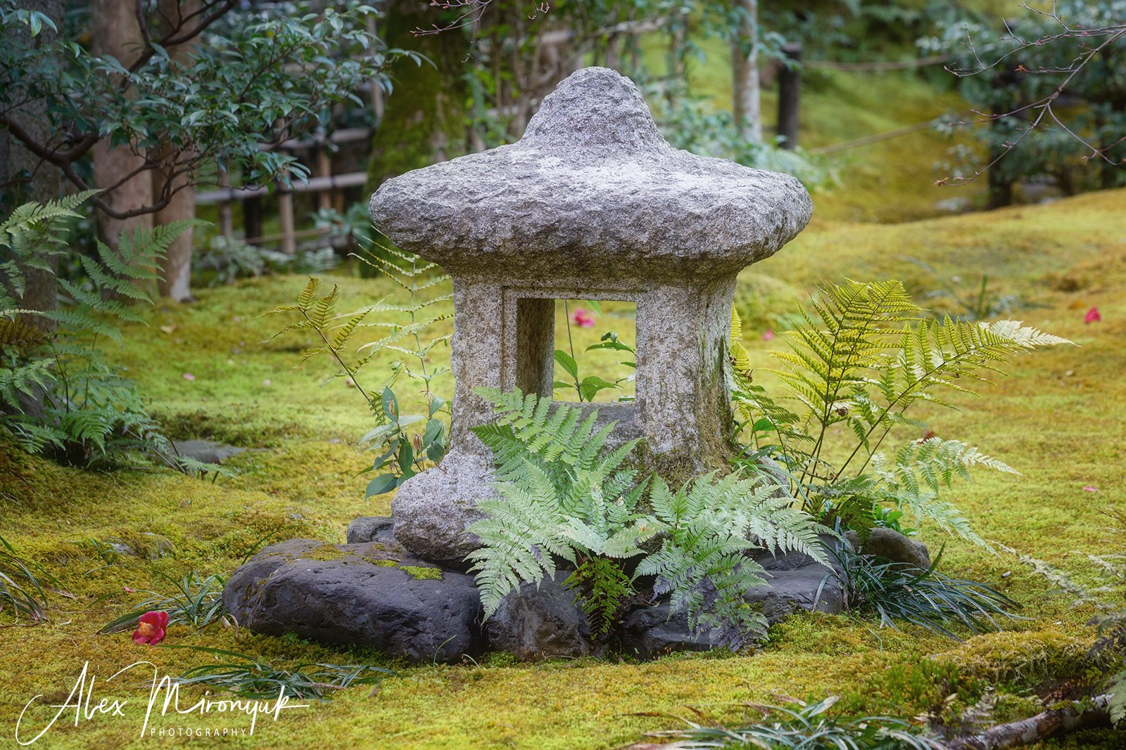Autumn Colors of Japan. Pet, Senior, Landscape, portrait studio, photographer in Miami and Sou