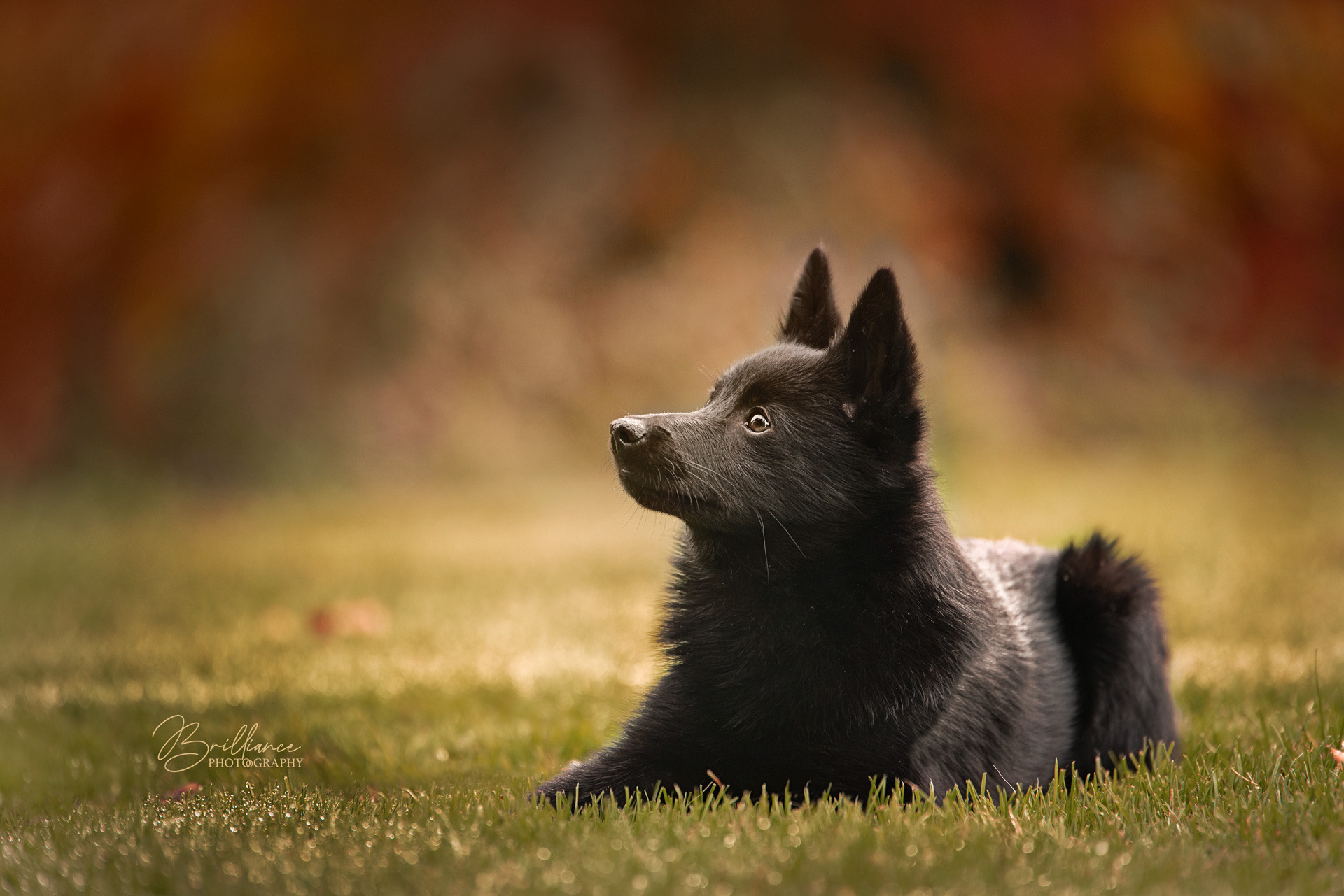 Impressum Brilliance Photography Darja Damer. Tierfotografie und Familienfotografie in der Hallertau