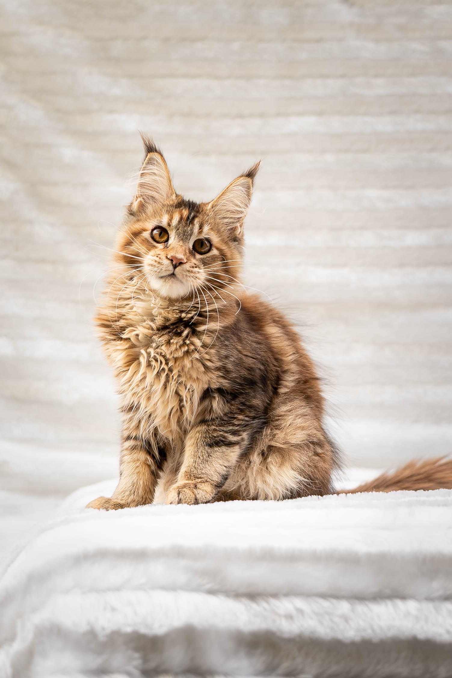 Senator Pearl. Senator Cat — Maine Coon cattery