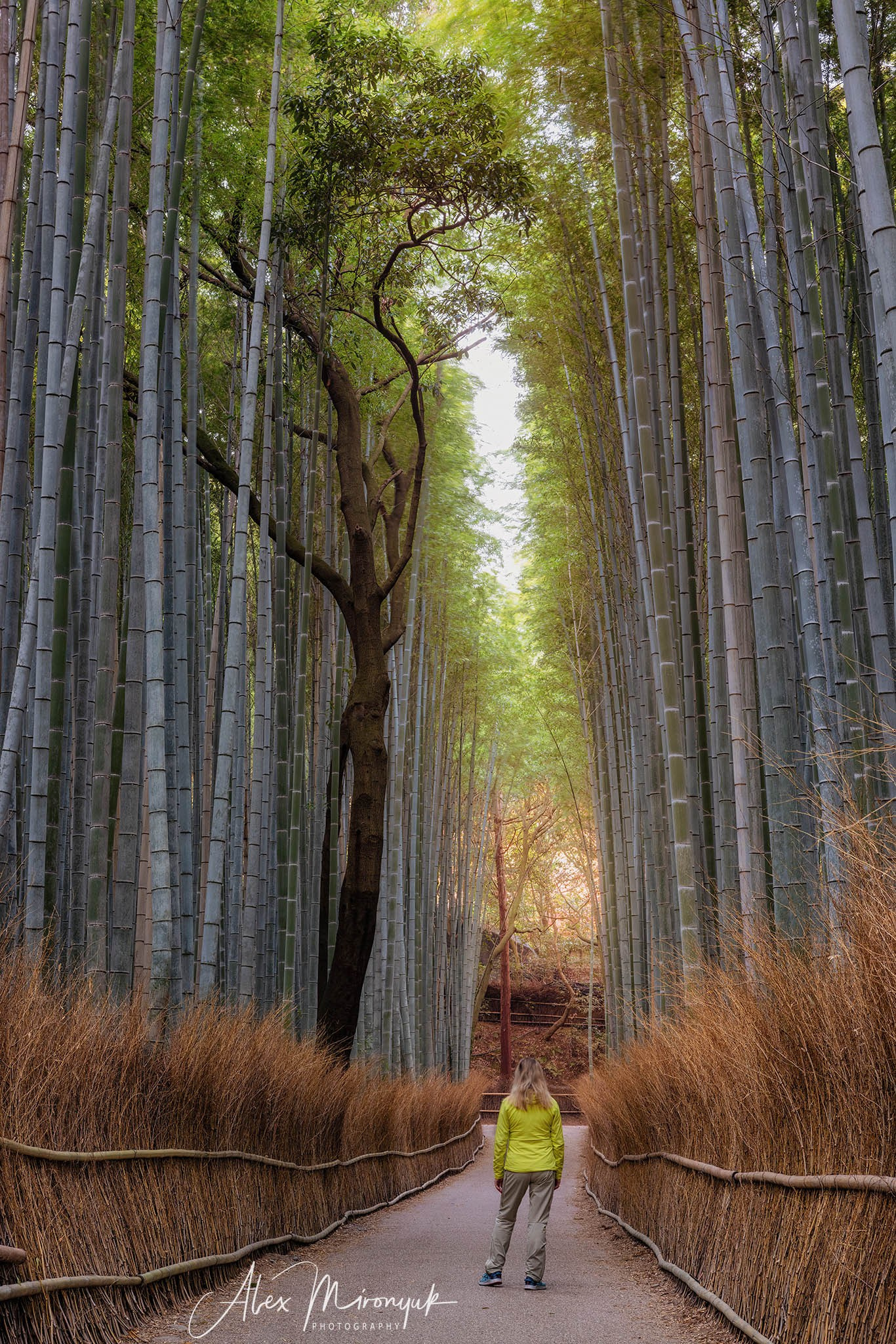 Autumn Colors of Japan. Pet, Senior, Landscape, portrait studio, photographer in Miami and Sou