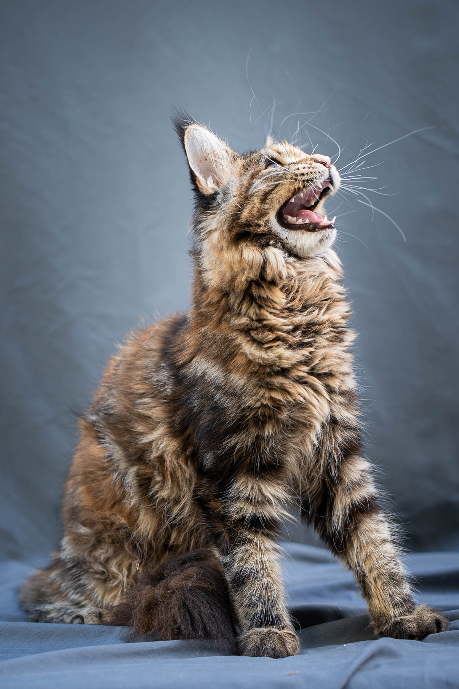 Senator Rosie. Senator Cat — Maine Coon cattery
