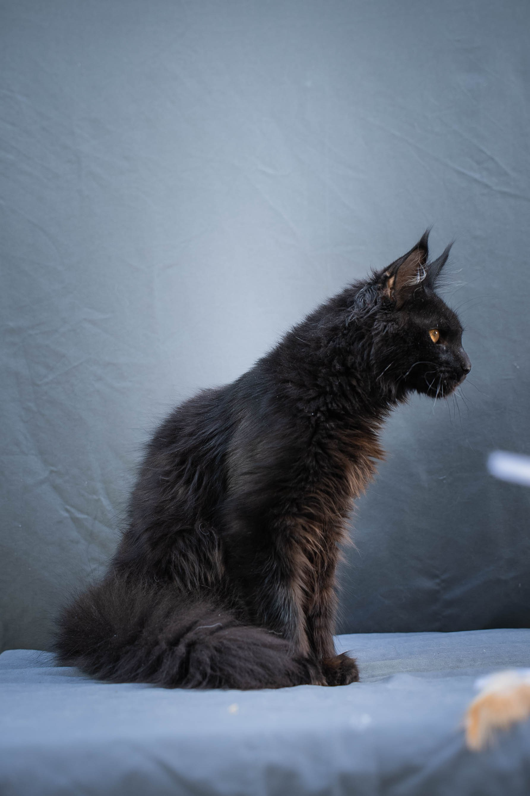 Senator Trevor. Senator Cat — Maine Coon cattery