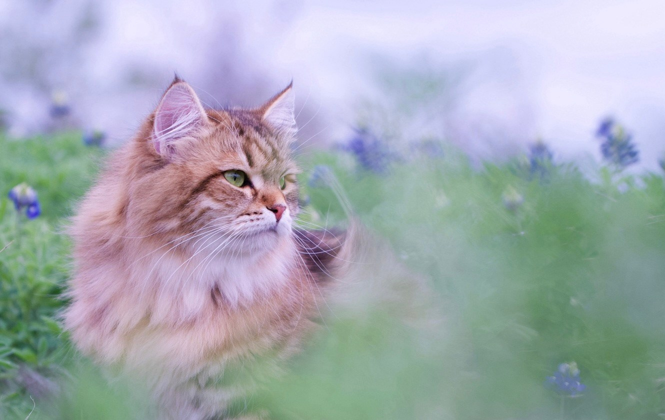 Astera Cattery News | Updates from Our TICA-registerd traditional Siberian Cat Breeder in Texas. Astera Siberians |Hypoallergenic Kittens