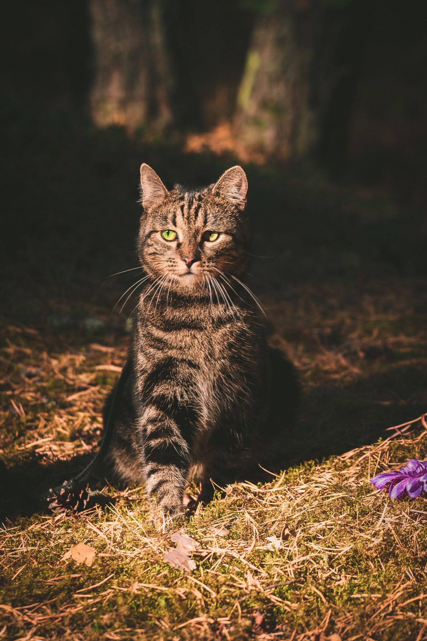 Nebula 25 — Fotod teie hingele