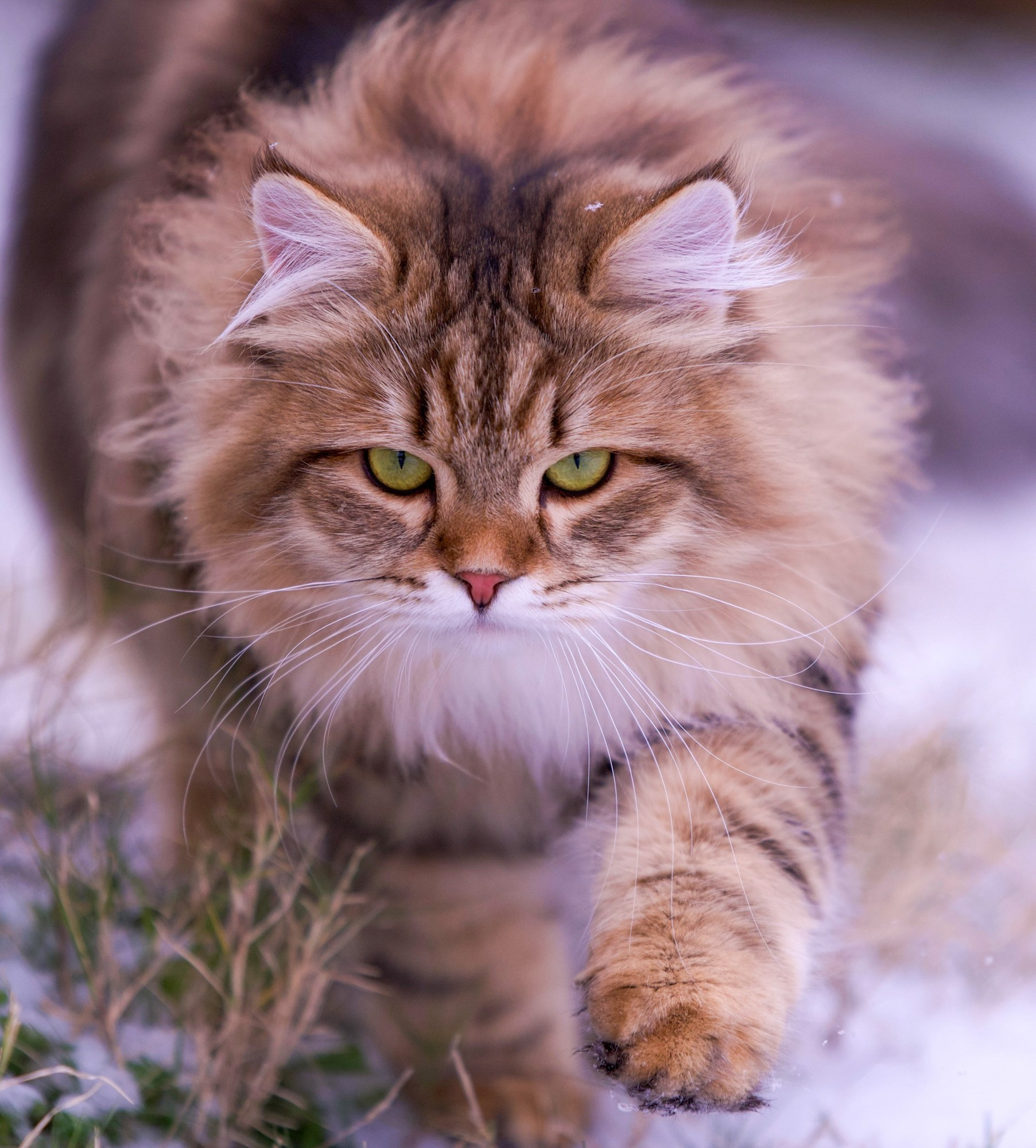 Our Story | Astera Siberians | Ethical Siberian Cat Breeder in Texas. Astera Siberians |Hypoallergenic Kittens