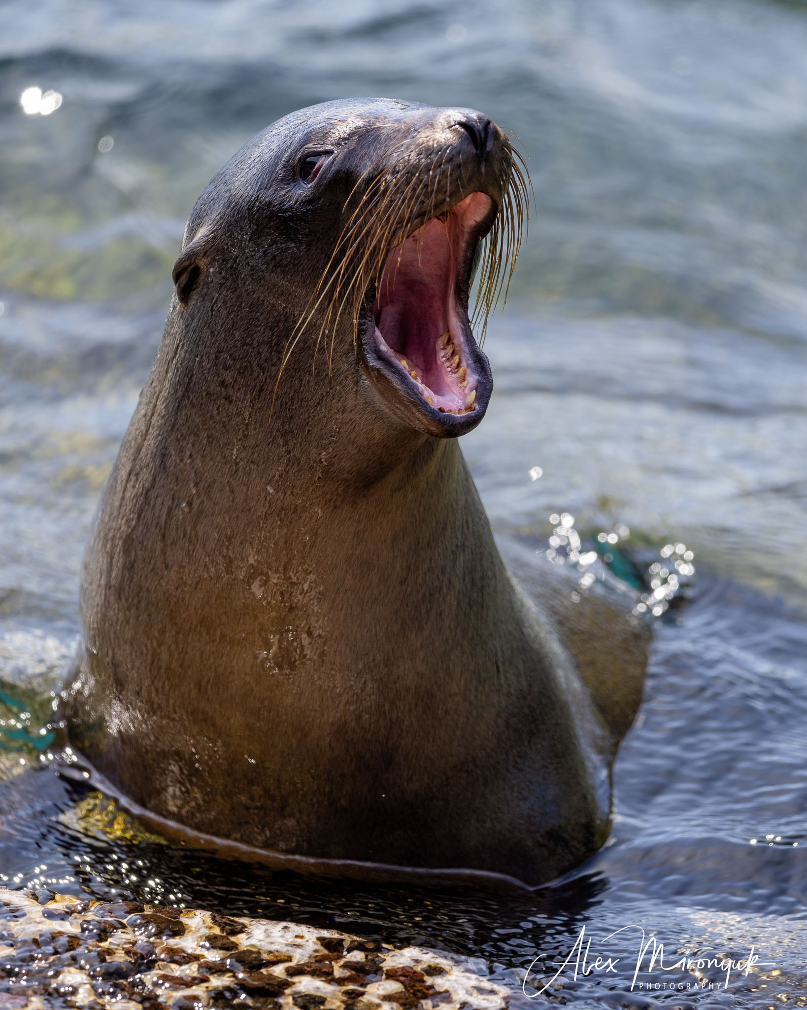Galapagos Islands Adventure. Alex Mironyuk Photography