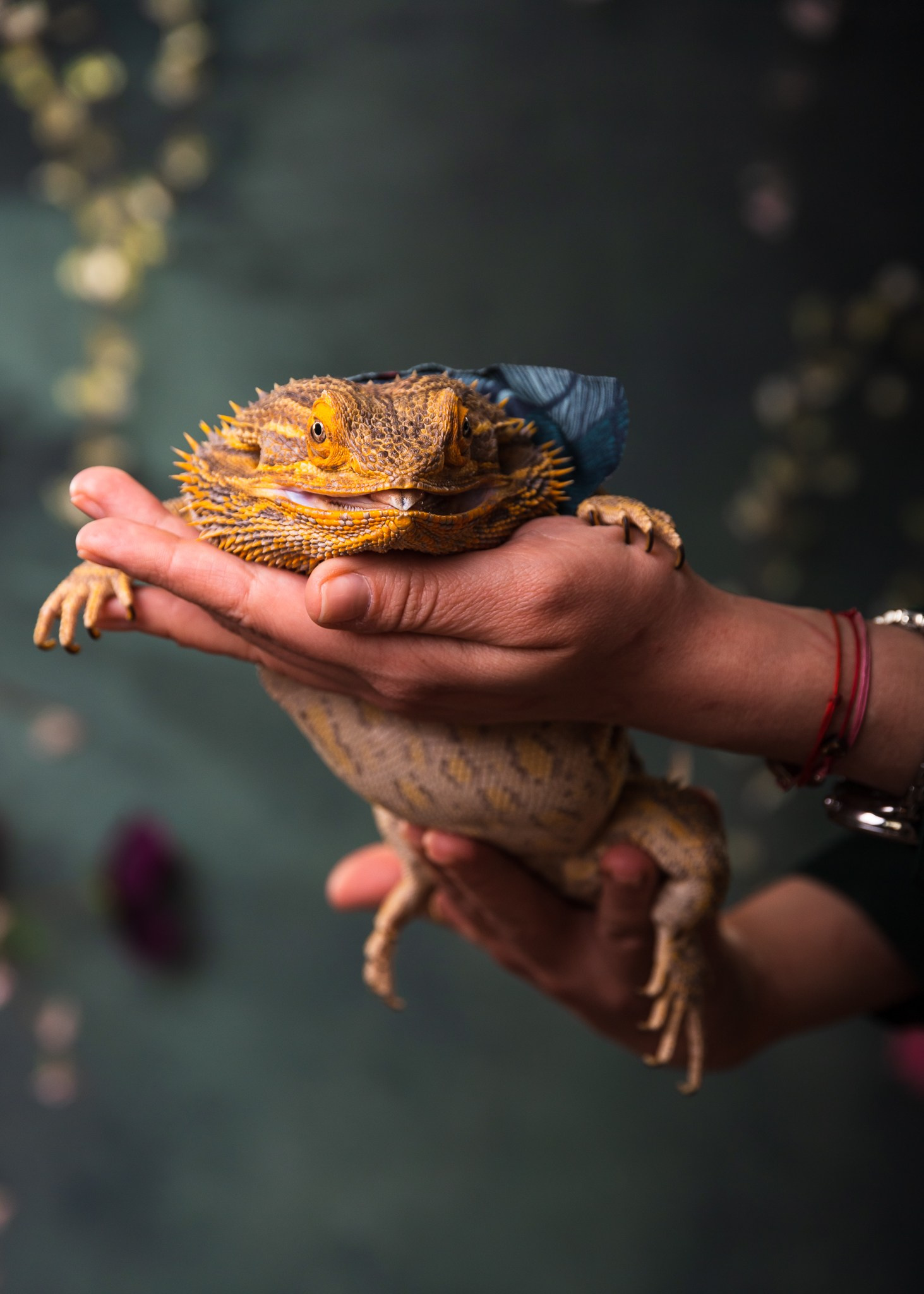 PETS. Fotograf de portret si boudoir in cluj napoca