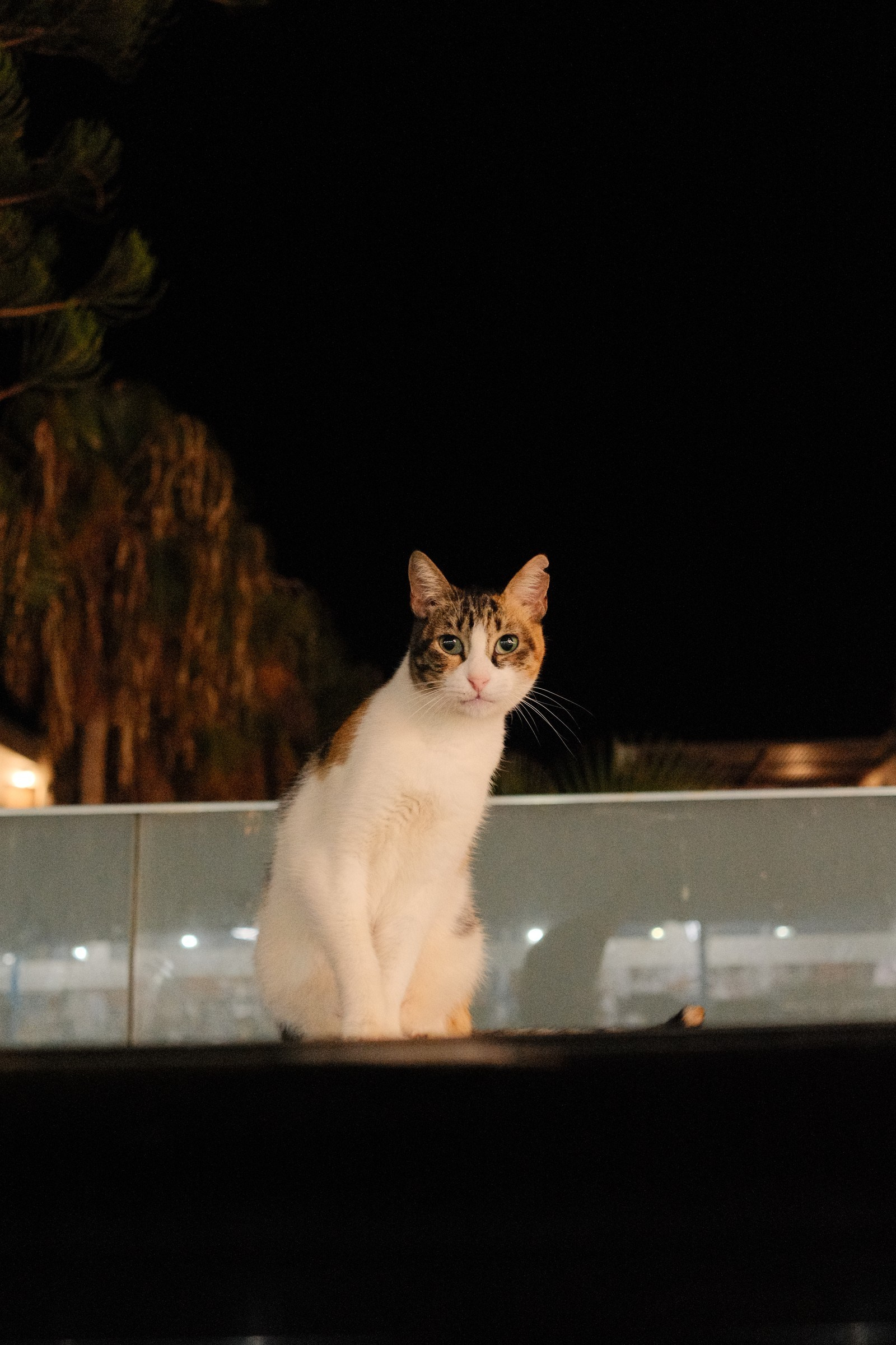 Night-time cat portrait in Stalida, Crete, photographed with a Fujifilm X-H2S.