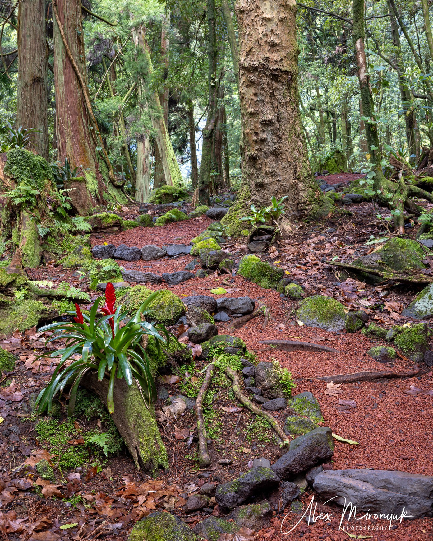 Azores And Madeira. Alex Mironyuk Photography