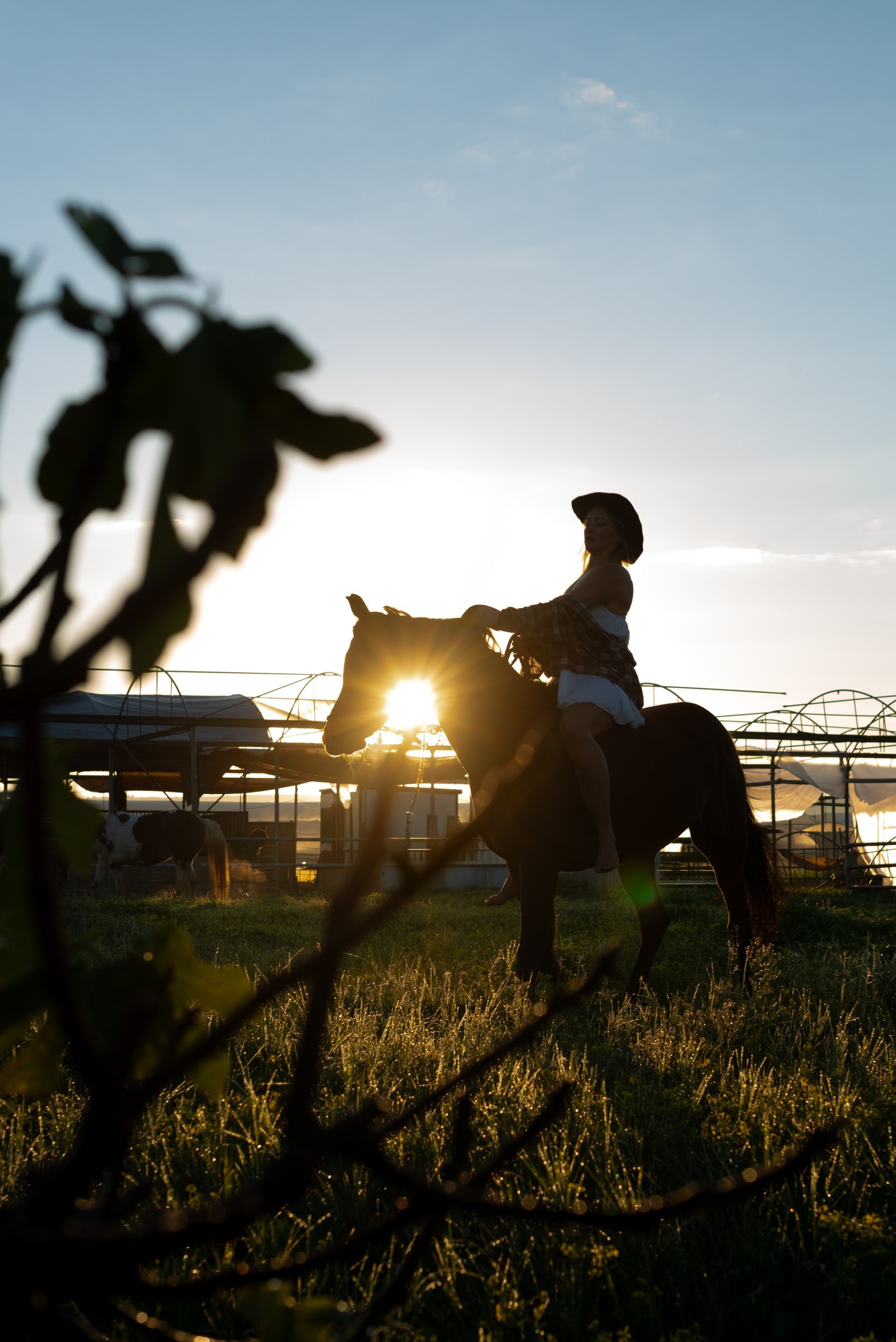 Golden hour at Rio’s ranch. Dina Solomina | Photographer in Israel