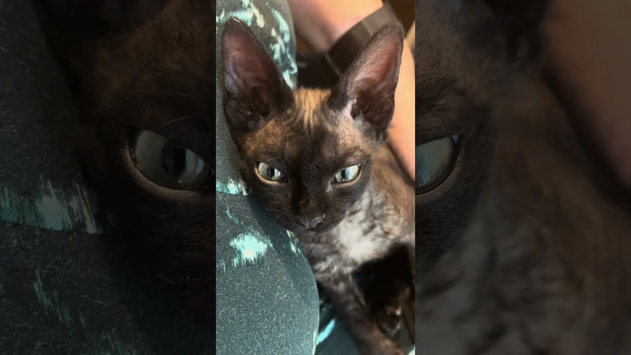 Smoke, boy,  born on  04.11.24, Sold. Devon Rex Pixie Cattery