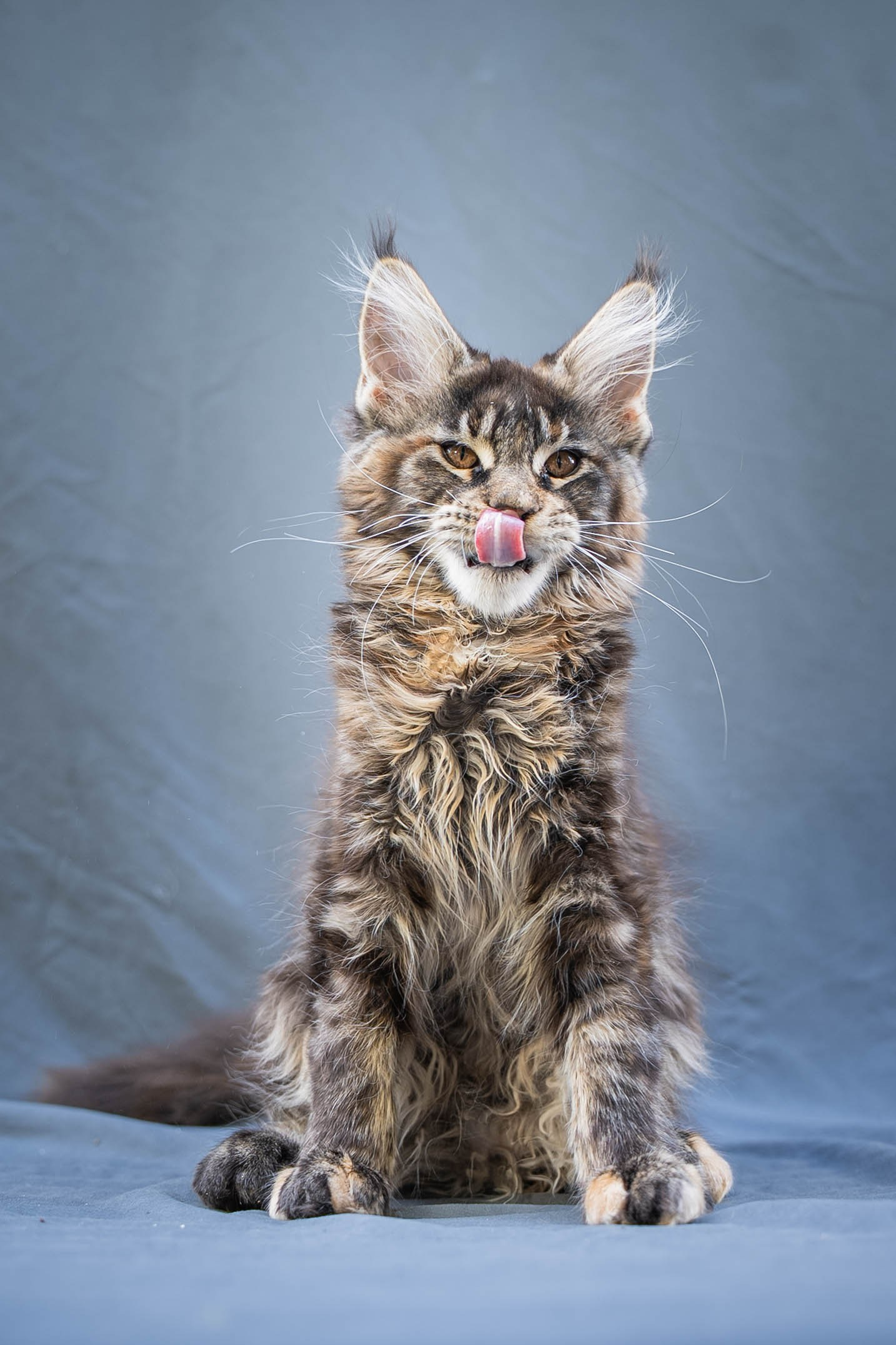 Senator Yasmin. Senator Cat — Maine Coon cattery