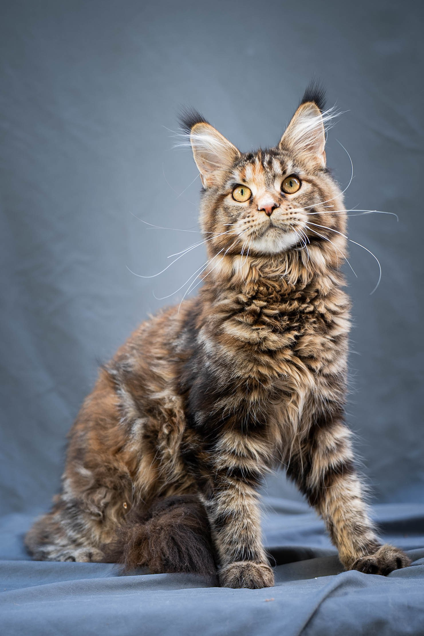 Senator Rosie. Senator Cat — Maine Coon cattery