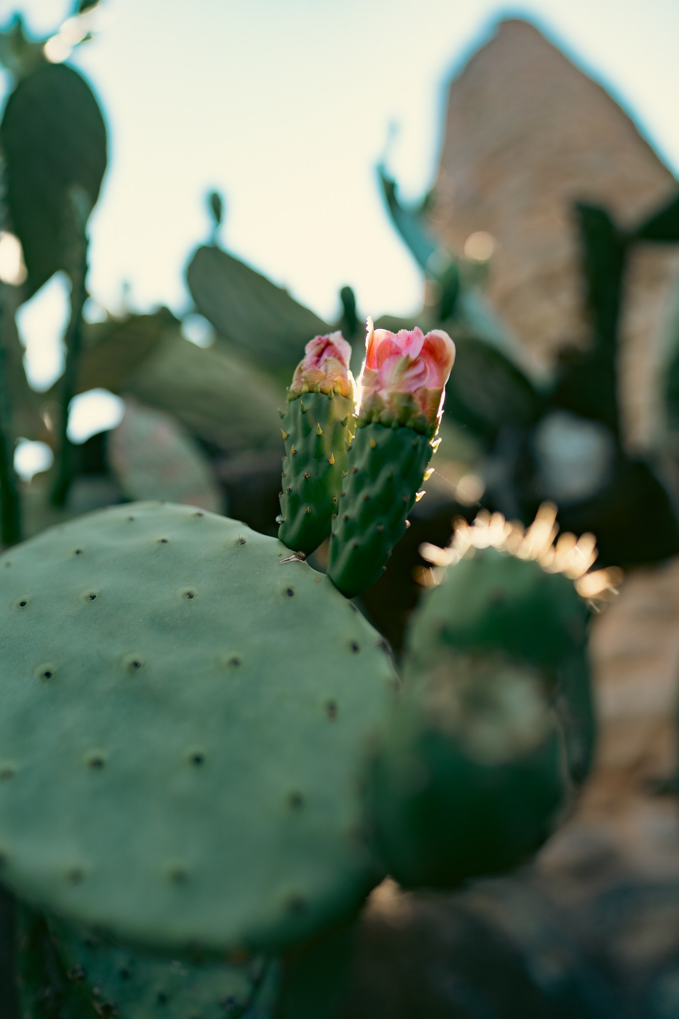 Экскурсии по Португалии с гидом-фотографом на автомобиле и пешком