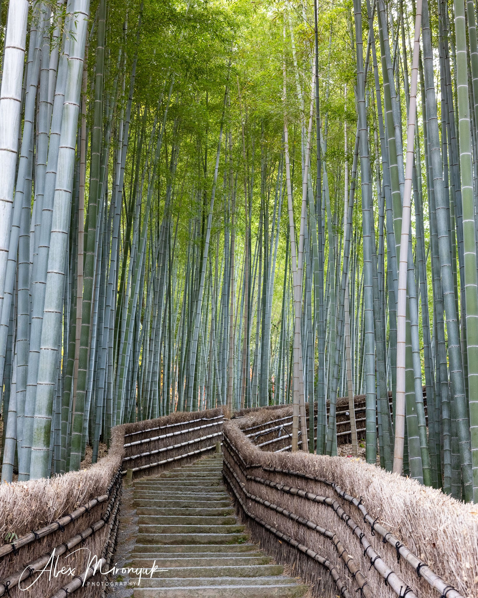 Autumn Colors of Japan. Pet, Senior, Landscape, portrait studio, photographer in Miami and Sou