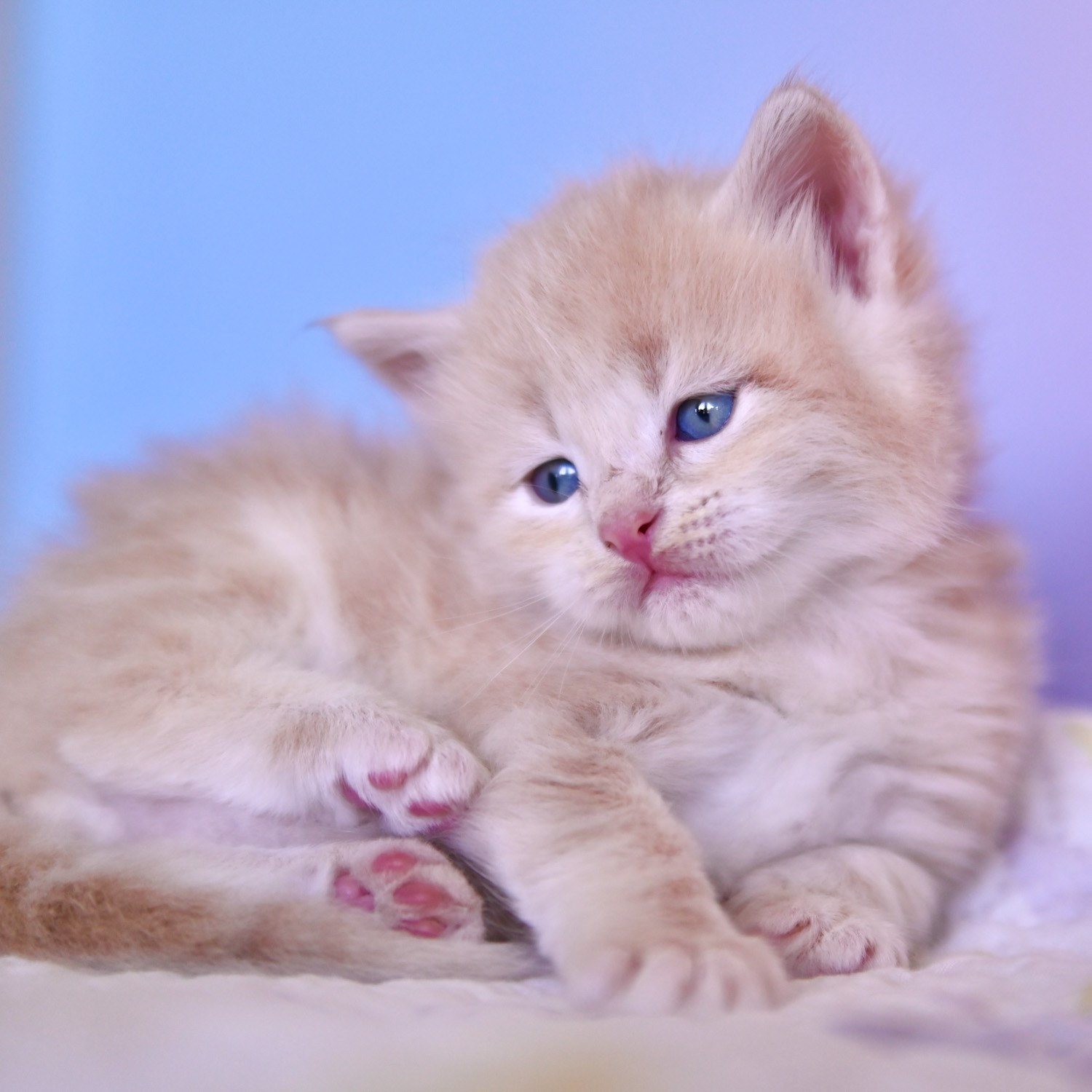 Cream Siberian kitten laying down on a blue background