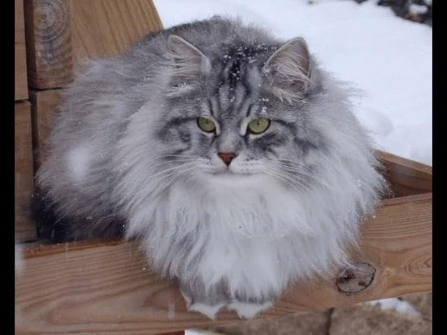 Our Story | Astera Siberians | Ethical Siberian Cat Breeder in Texas. Astera Siberians |Hypoallergenic Kittens