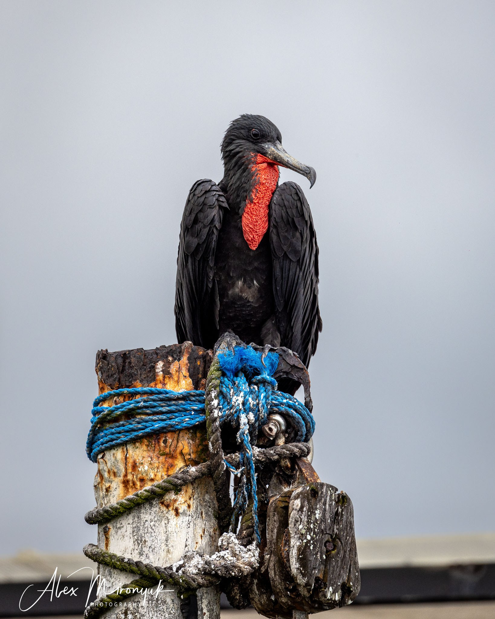 Galapagos Islands Adventure. Alex Mironyuk Photography