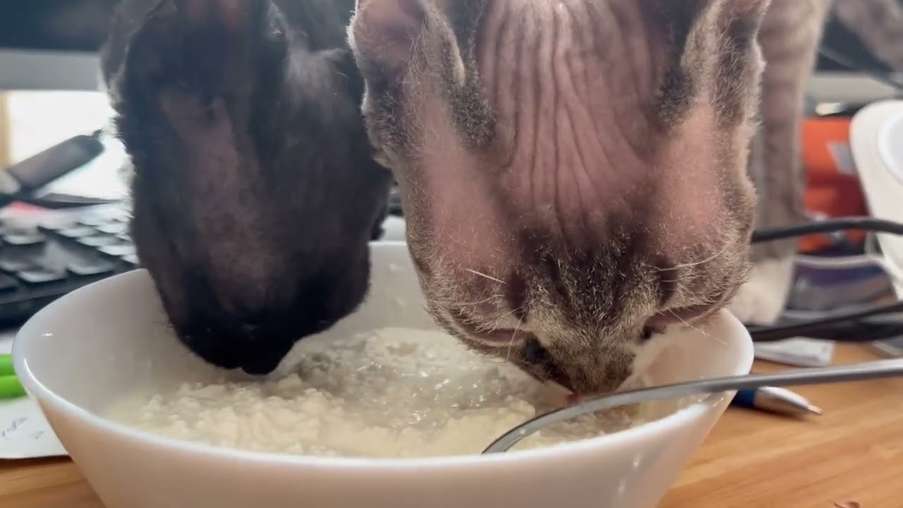 Smoke, boy,  born on  04.11.24, Sold. Devon Rex Pixie Cattery