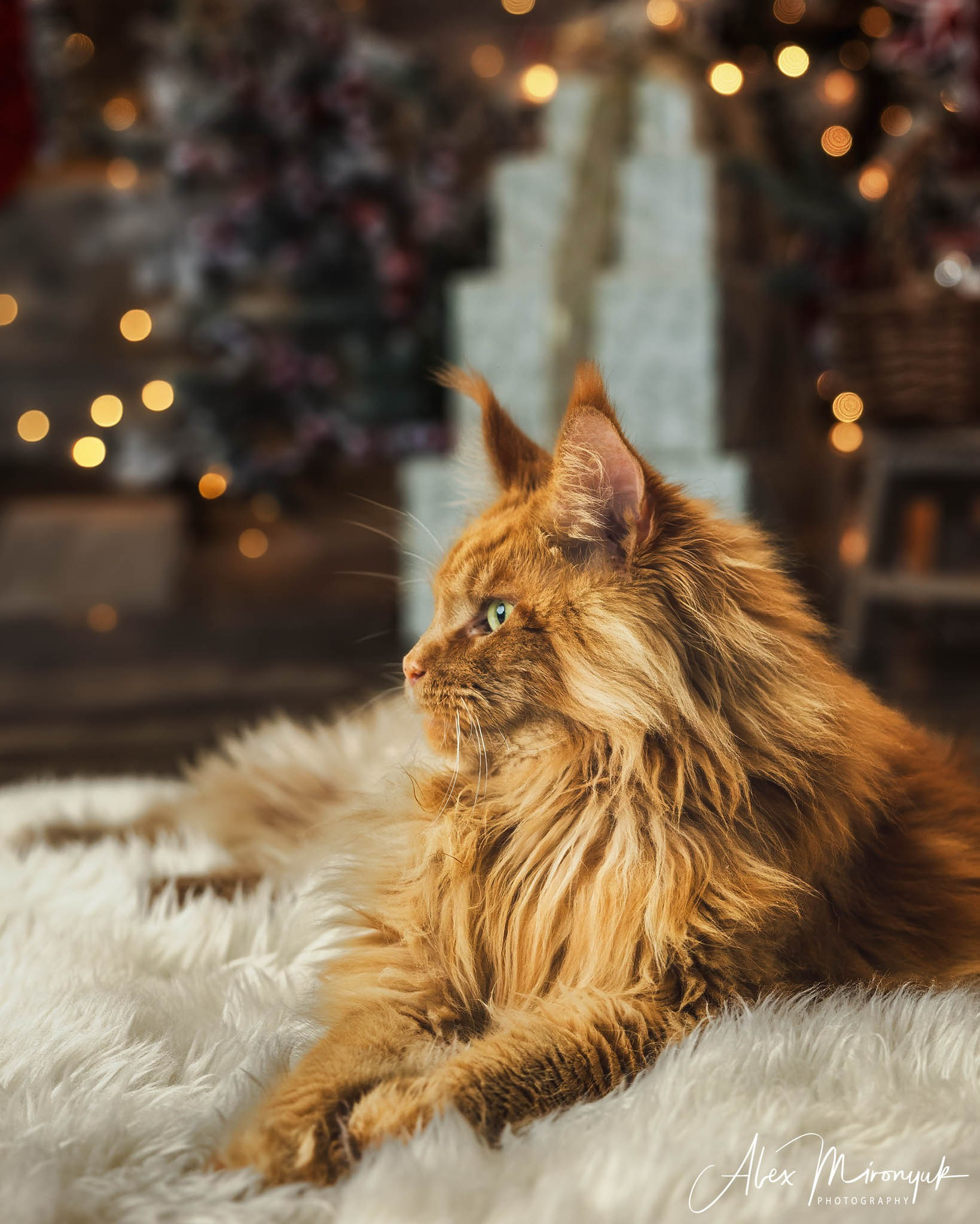 Winter Holiday Mini Sessions. Pet, Senior, Landscape, portrait studio, photographer in Miami and Sou