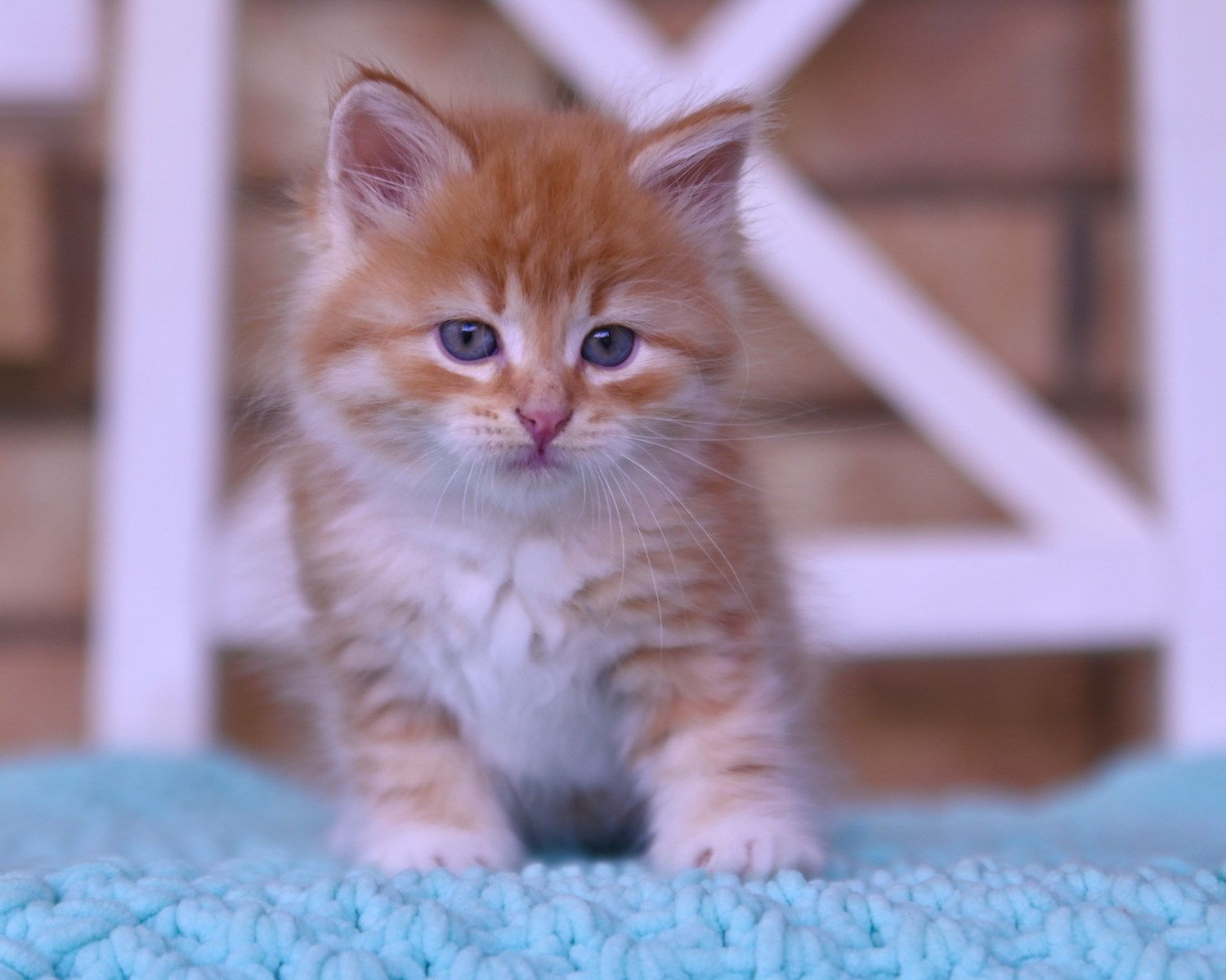 Red Siberian kitten sitting on turquoise blanket