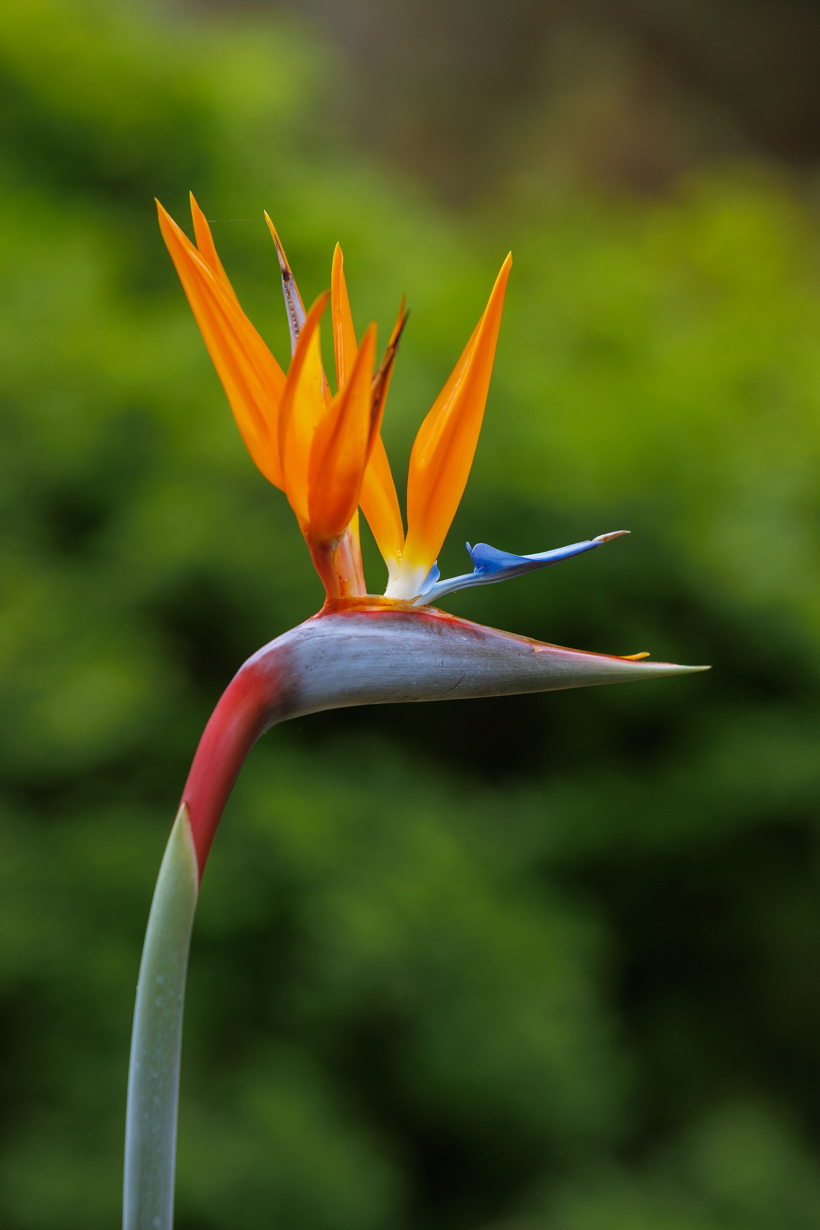 Orange and blue bird of paradise (Strelitzia) flower against green foliage, Gran Canaria