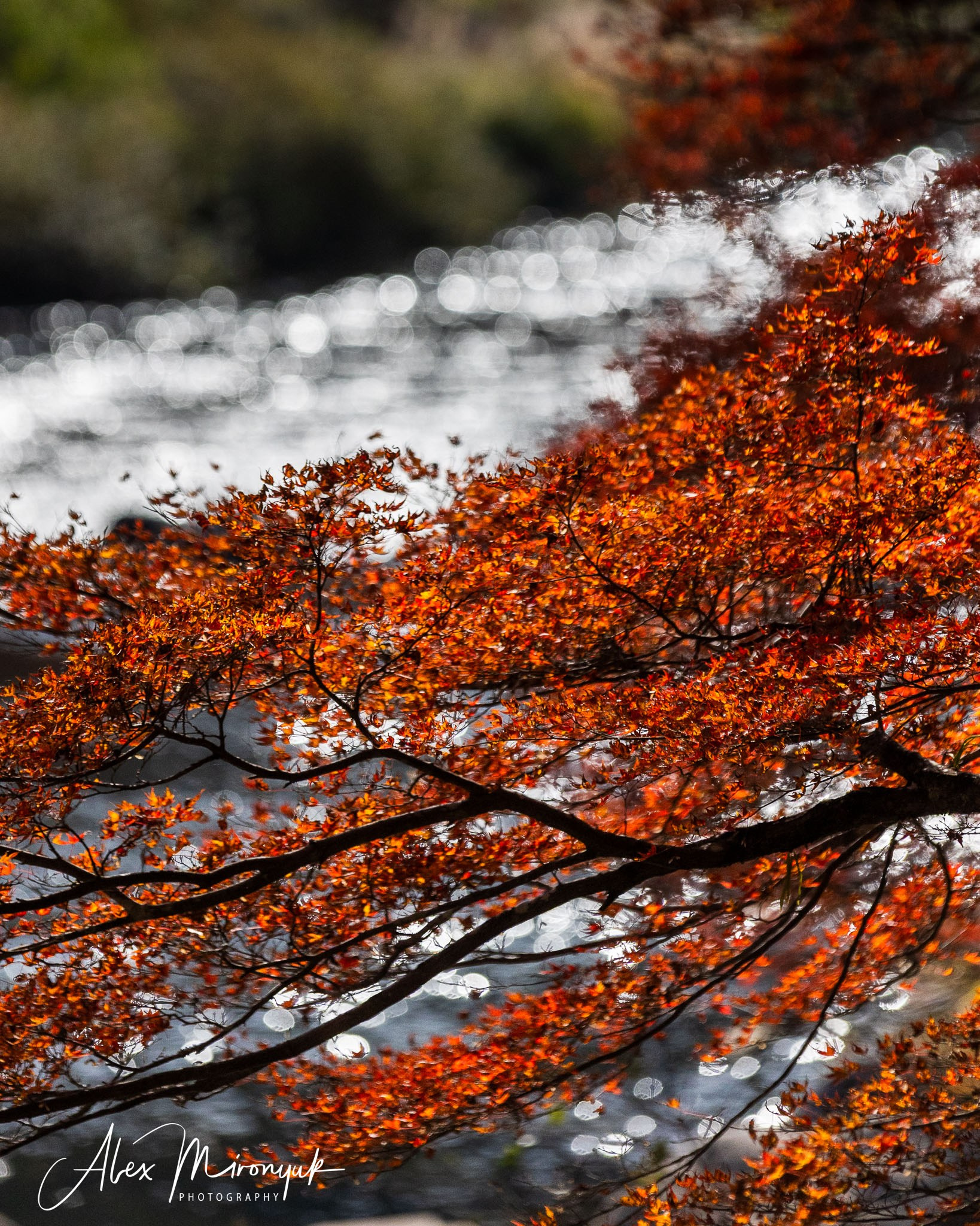 Autumn Colors of Japan. Pet, Senior, Landscape, portrait studio, photographer in Miami and Sou