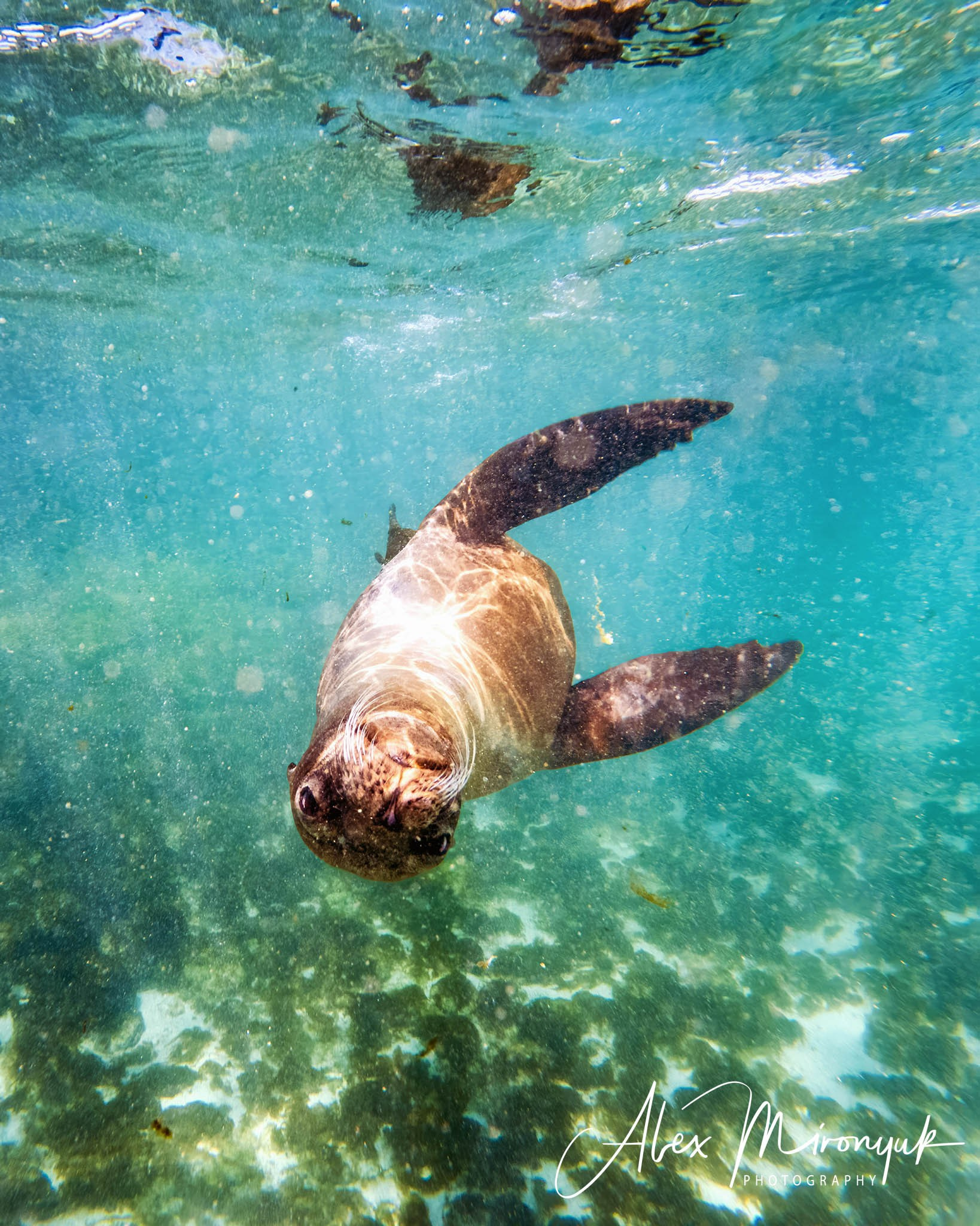 Galapagos Islands Adventure. Alex Mironyuk Photography